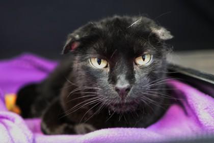 Apricot, a Adoptable Domestic Short Hair in Ringoes, NJ image 3/3