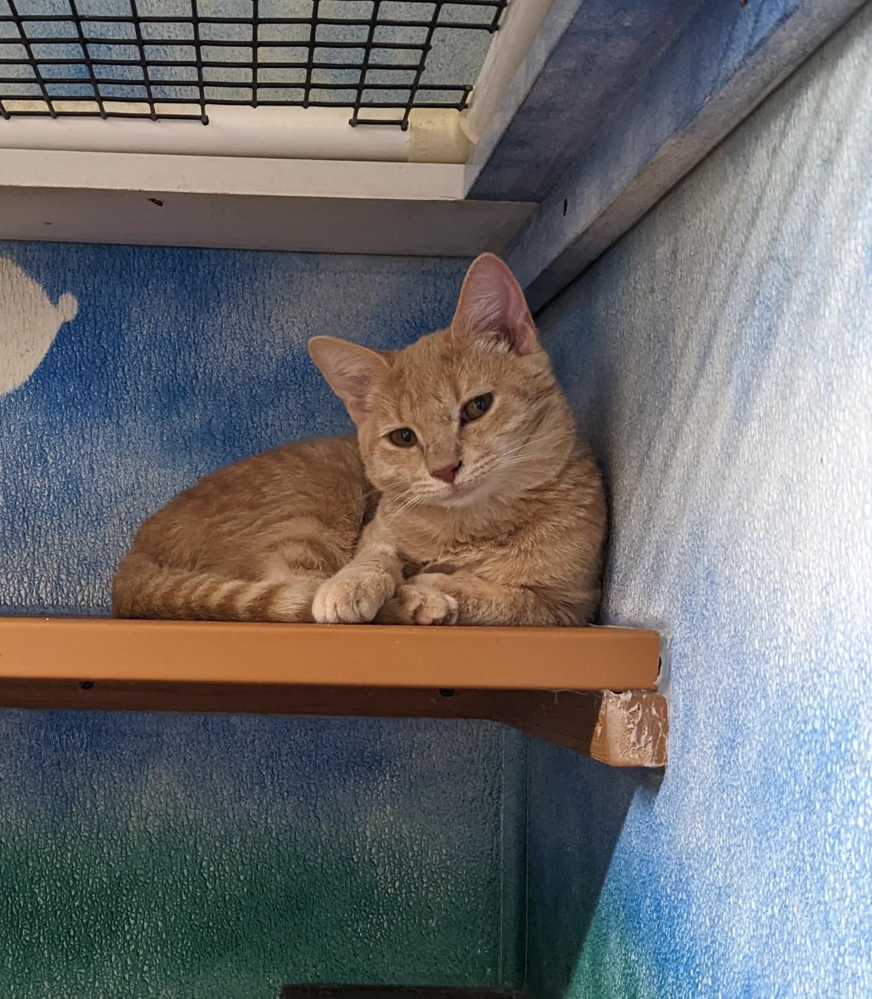 Kimberly, Adoptable, Young Female Domestic Short Hair.