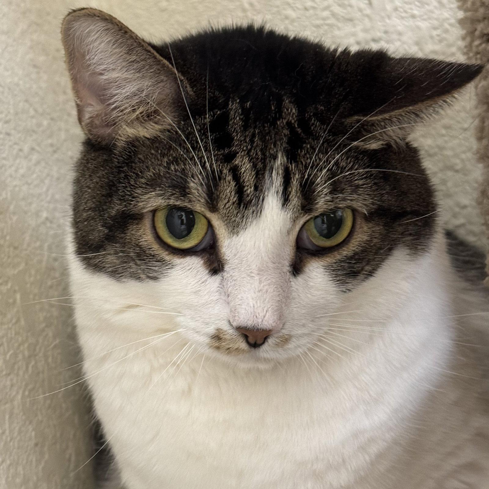 Sauerkraut & Mewthree, Adoptable, Adult Male Domestic Short Hair.