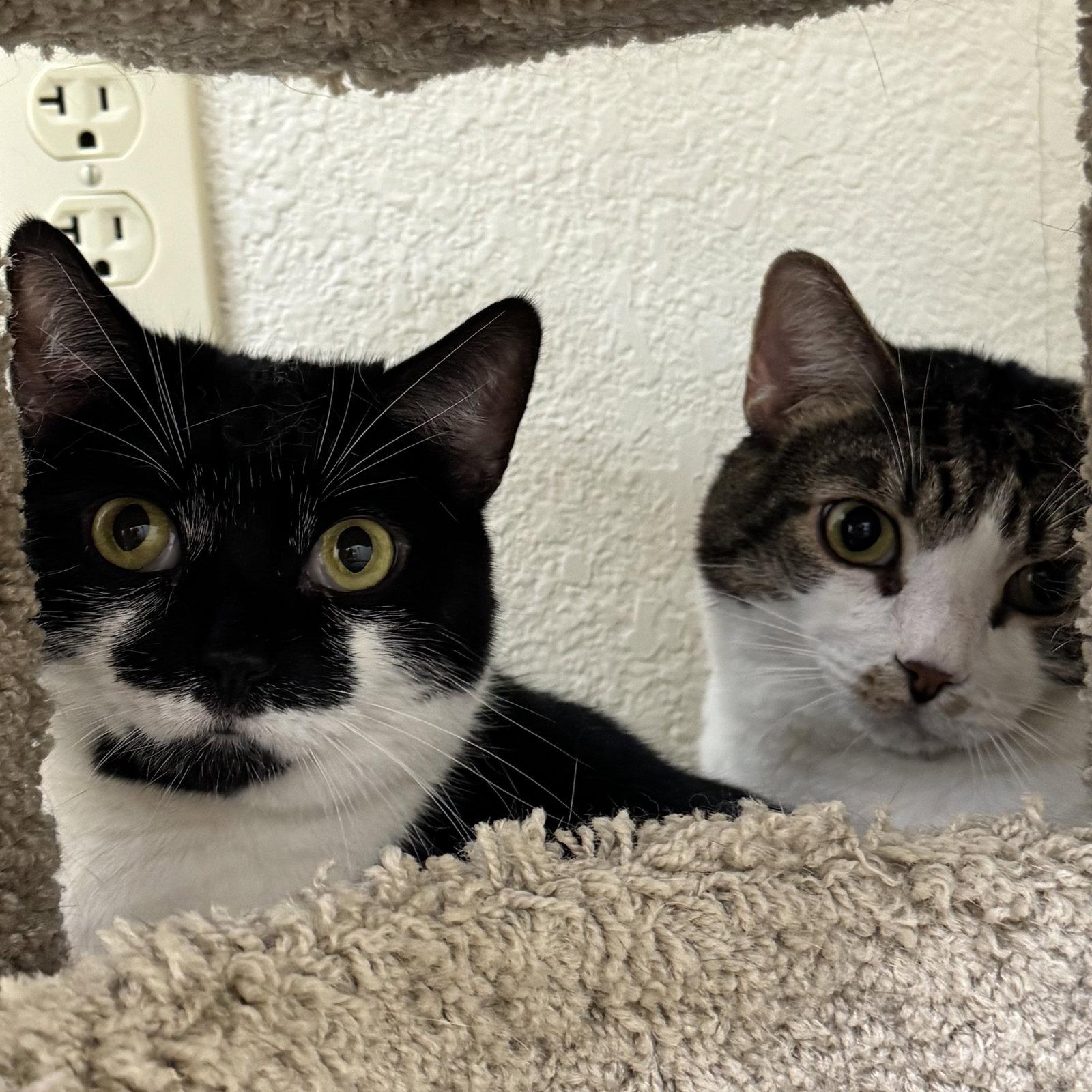 Sauerkraut & Mewthree, a Adoptable Domestic Short Hair in Winchendon, MA image 2/2