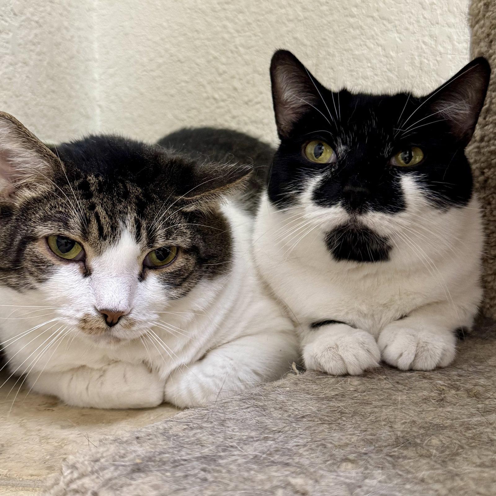 Enlarge Sauerkraut & Mewthree, a Adoptable Domestic Short Hair in Winchendon, MA image 3/3