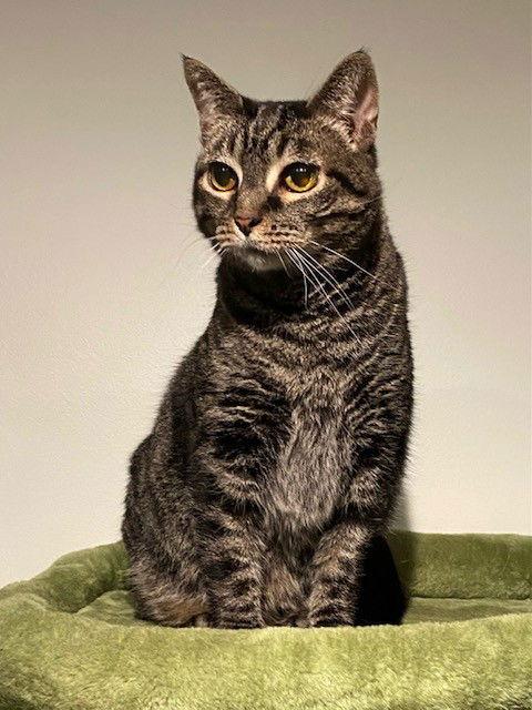 Beans, Adoptable, Adult Female Domestic Short Hair.