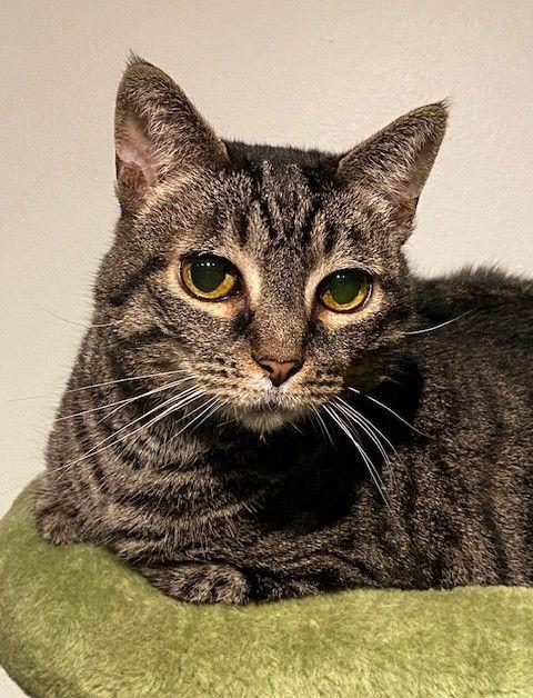 Beans, Adoptable, Adult Female Domestic Short Hair.