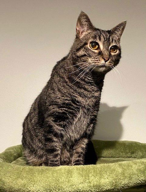 Beans, a Adoptable Domestic Short Hair in Nashville, TN image 2/3