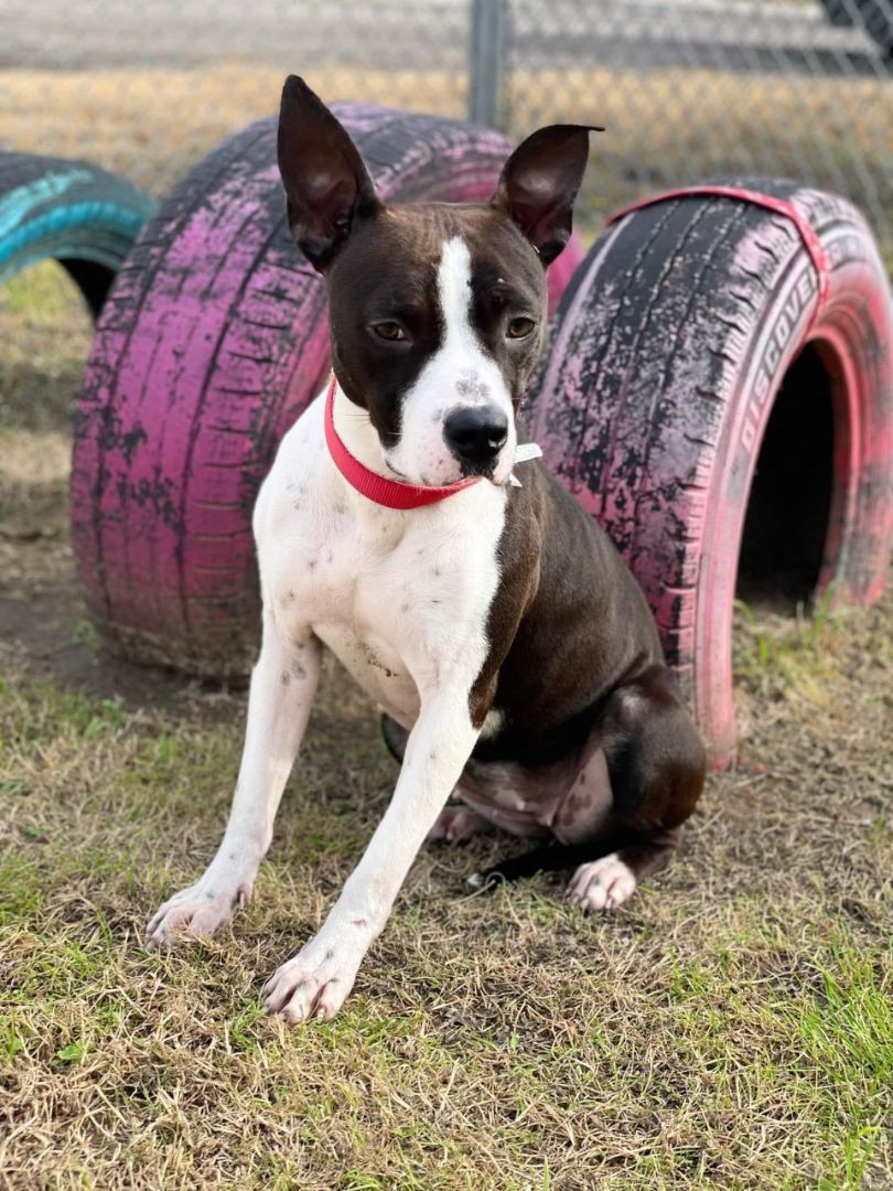 Shadie Pit Bull Terrier Dog