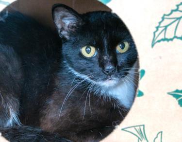 Enlarge MINT, a Adoptable Domestic Short Hair in Saint Louis, MO image 1/1