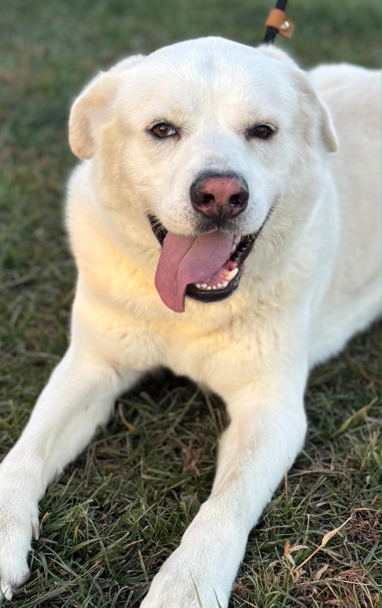 Enlarge Aspen, a ADOPTABLE mixed breed in Bettendorf, IA image 1/6