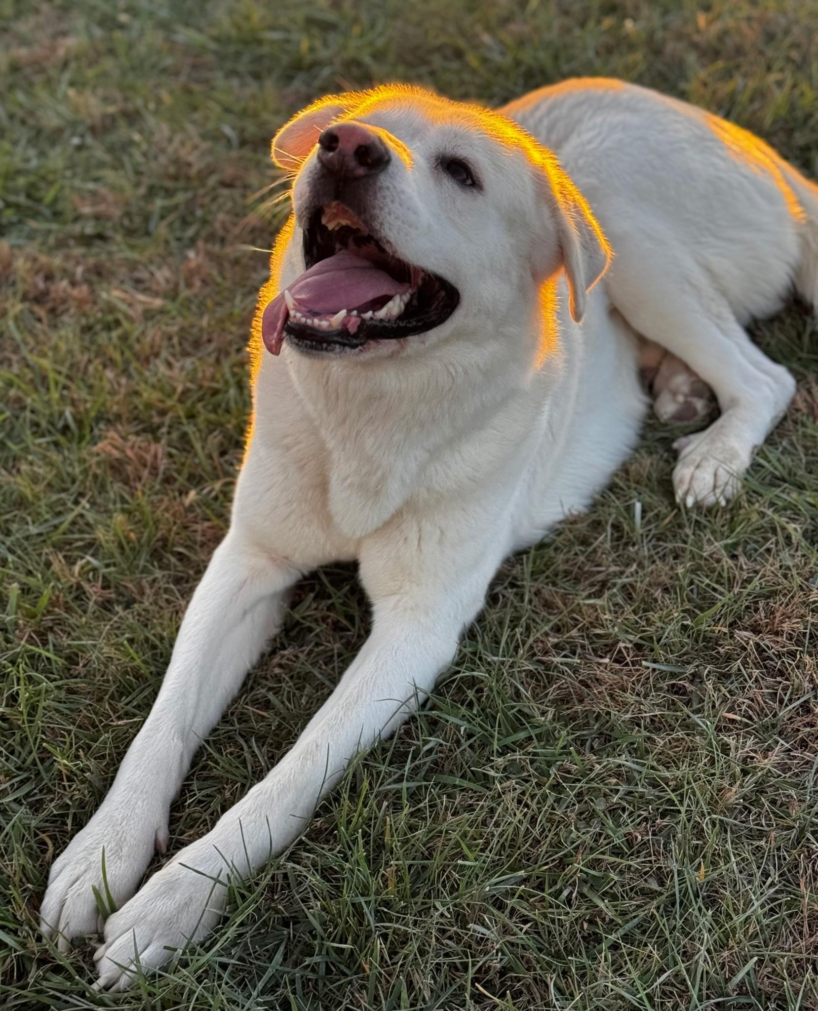 Enlarge Aspen, a ADOPTABLE mixed breed in Bettendorf, IA image 2/6