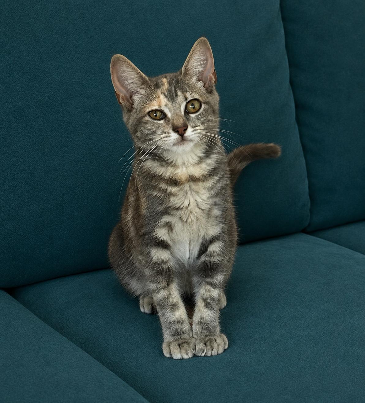 Enlarge Susie (pse), a Adoptable Domestic Short Hair in Simpsonville, SC image 3/4