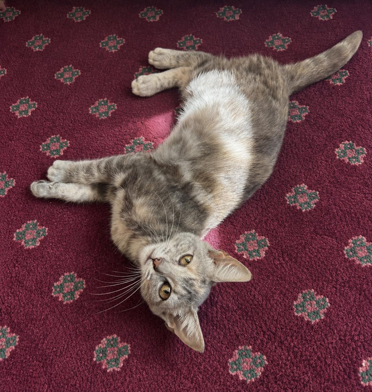 Enlarge Susie (pse), a Adoptable Domestic Short Hair in Simpsonville, SC image 4/4