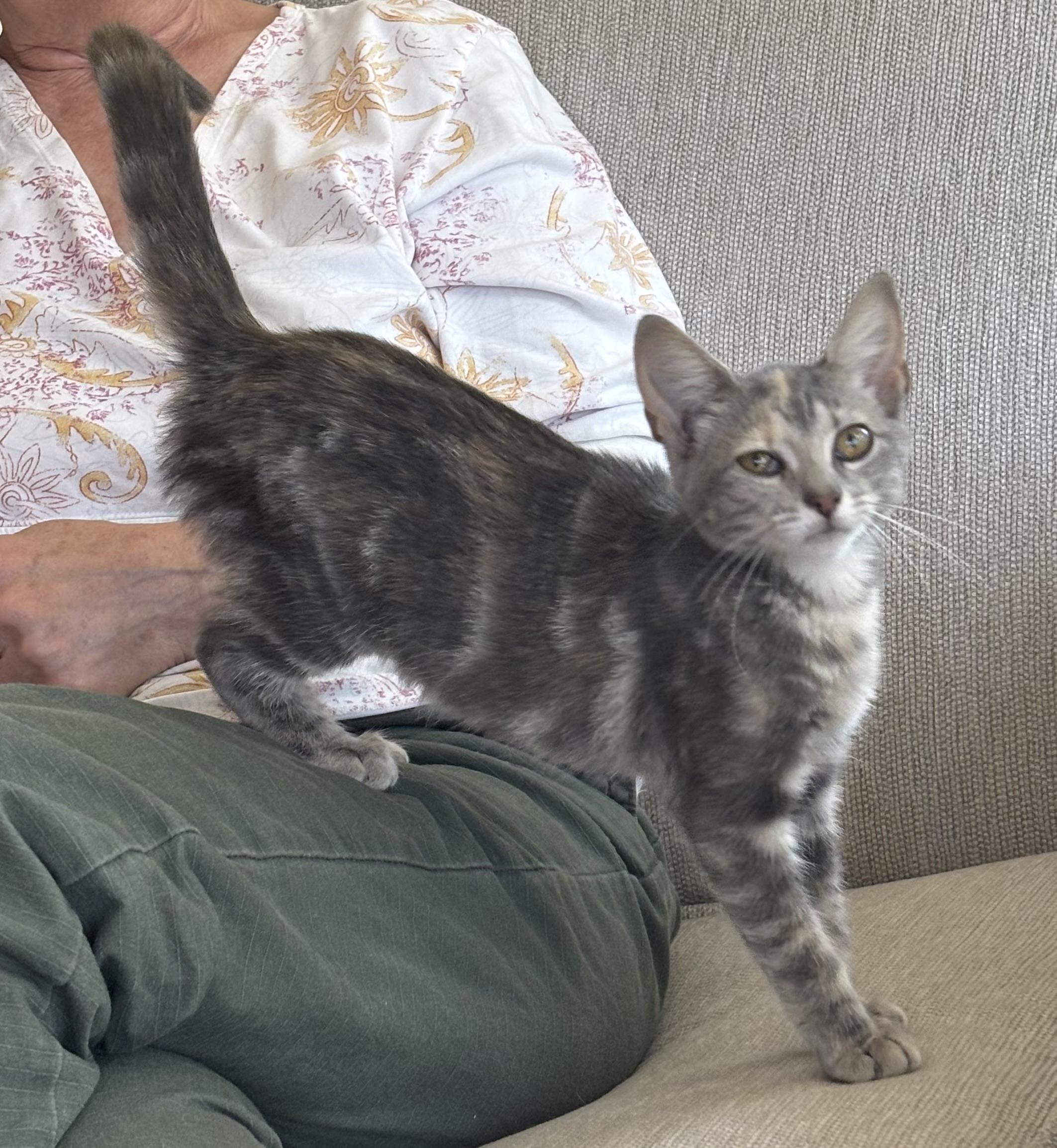 Enlarge Susie (pse), a Adoptable Domestic Short Hair in Simpsonville, SC image 2/4