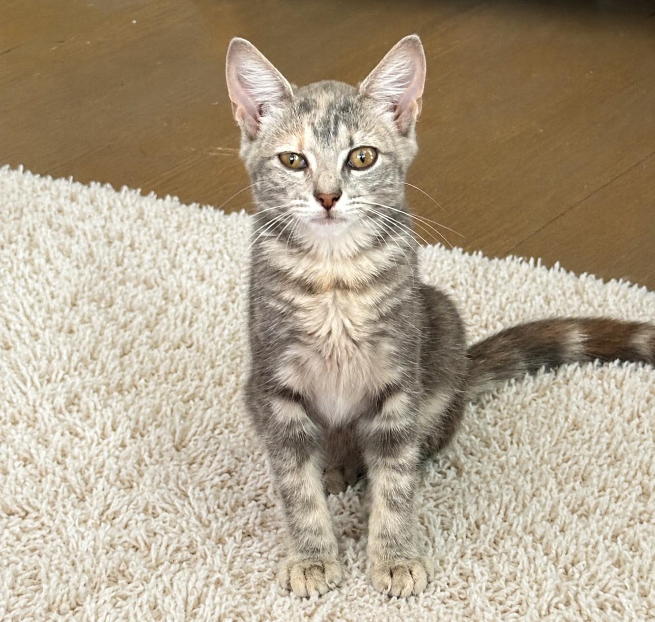 Susie (pse), Adoptable, Kitten Female Domestic Short Hair.