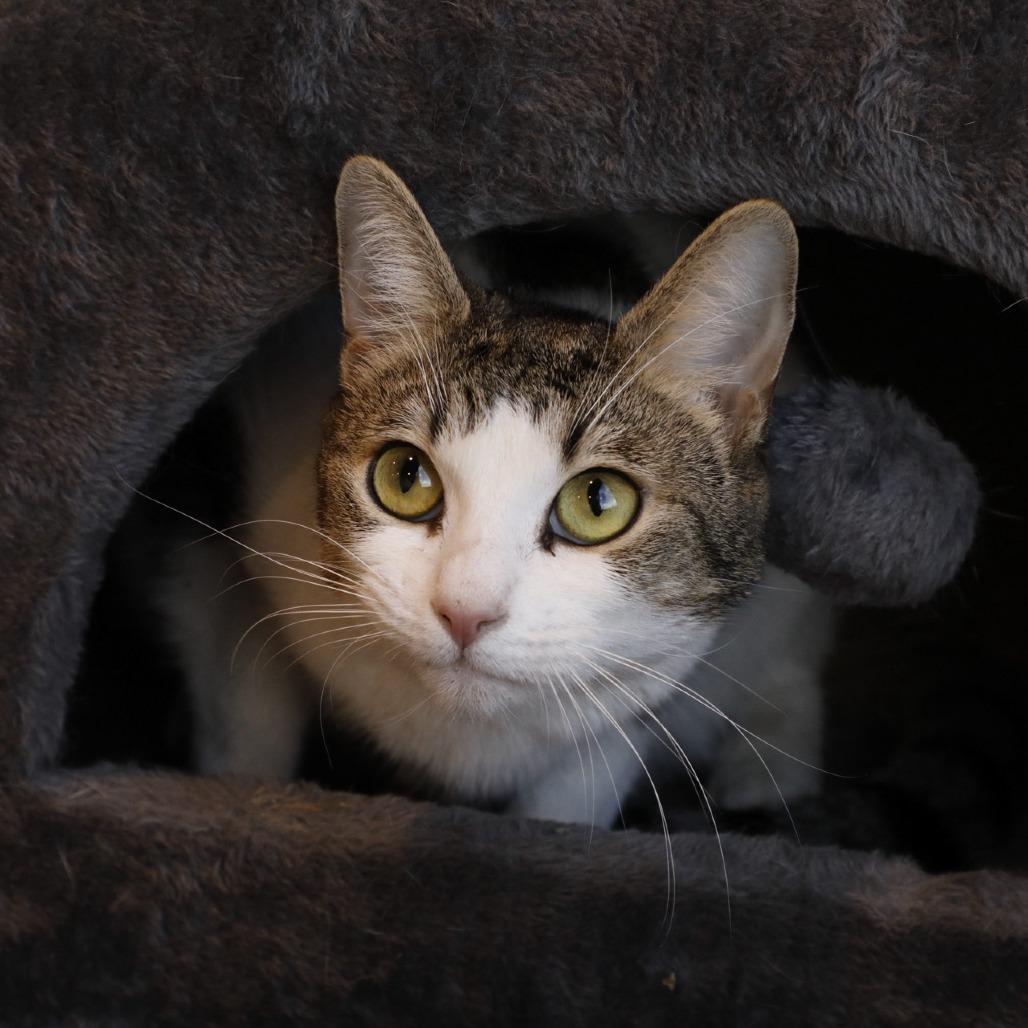 Enlarge King, a Adoptable mixed breed in Tampa, FL image 2/3