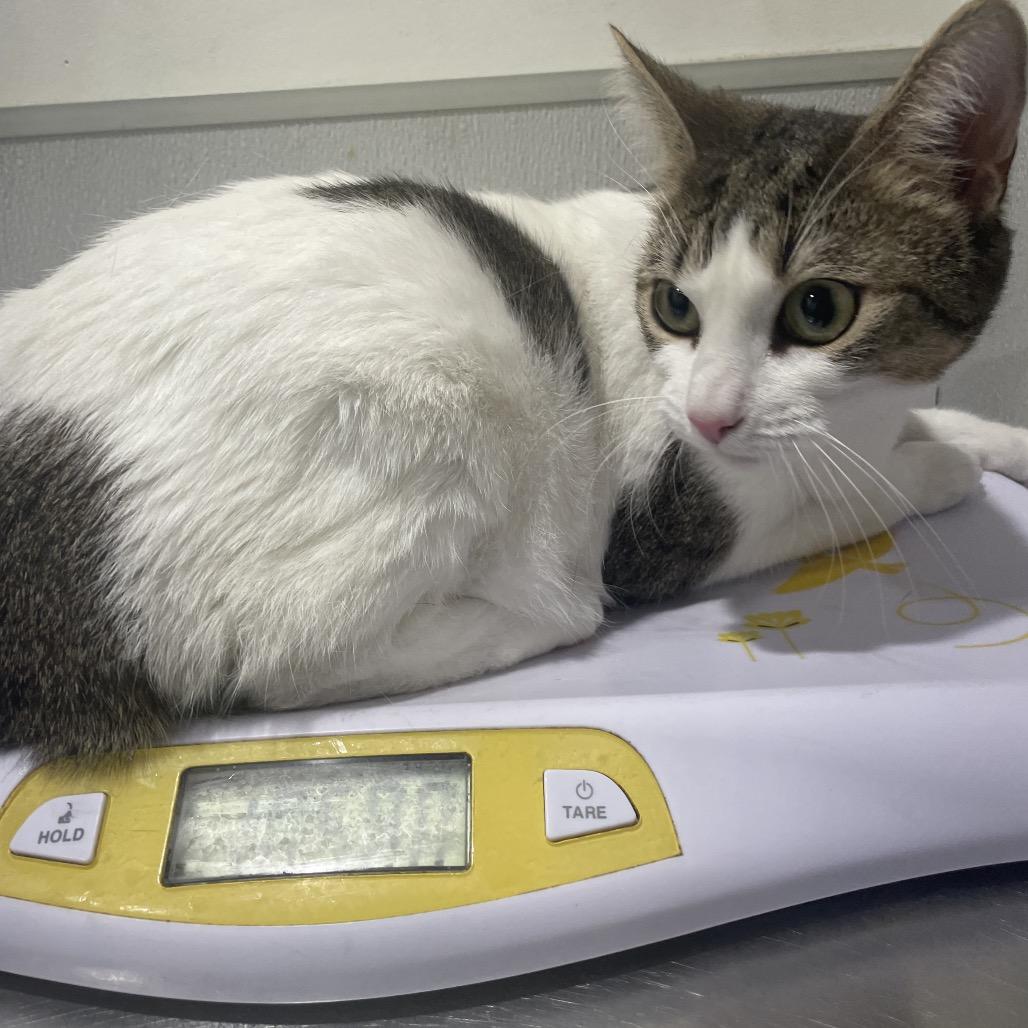 Enlarge King, a Adoptable mixed breed in Tampa, FL image 3/3