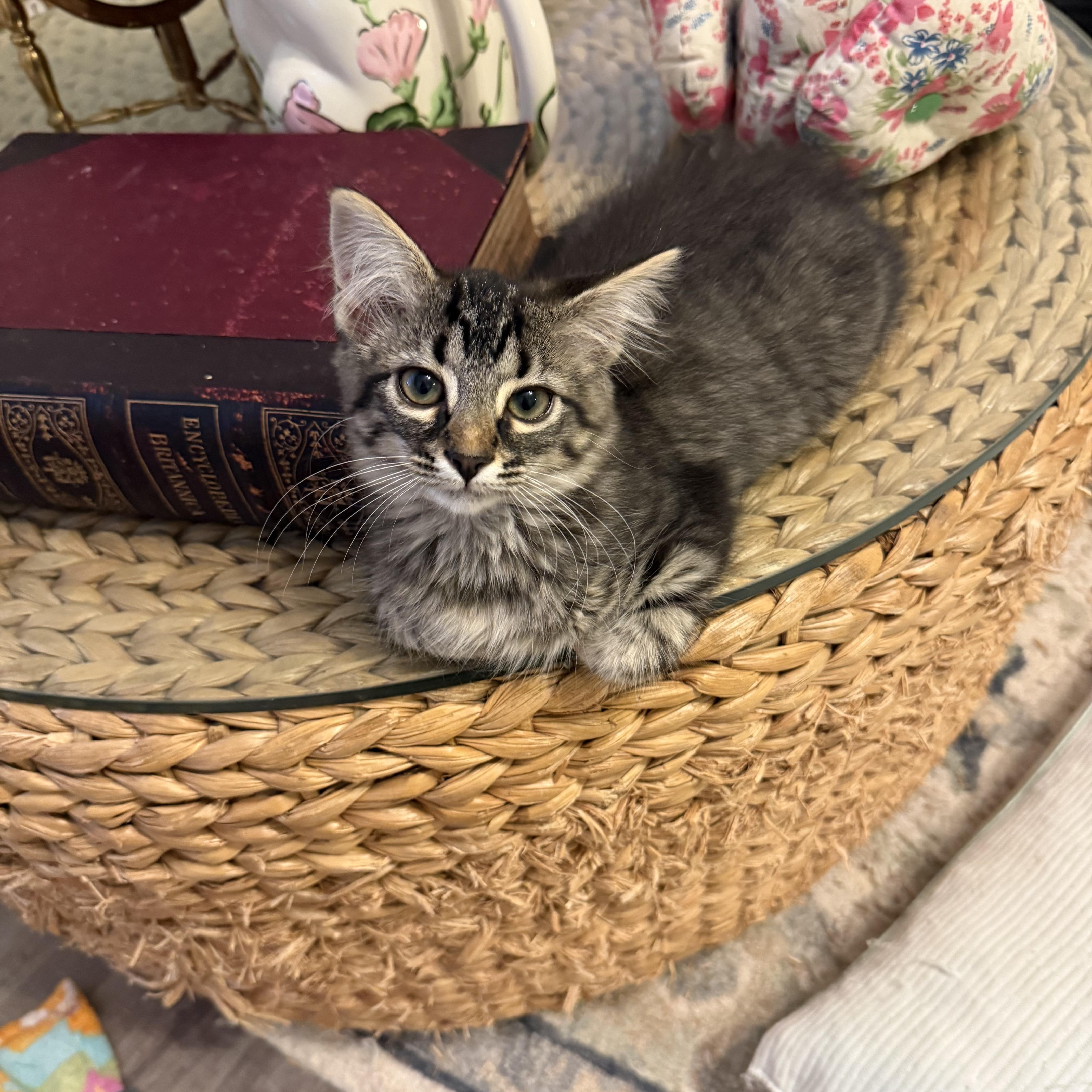 Zoe, Adoptable, Young Female Domestic Long Hair.