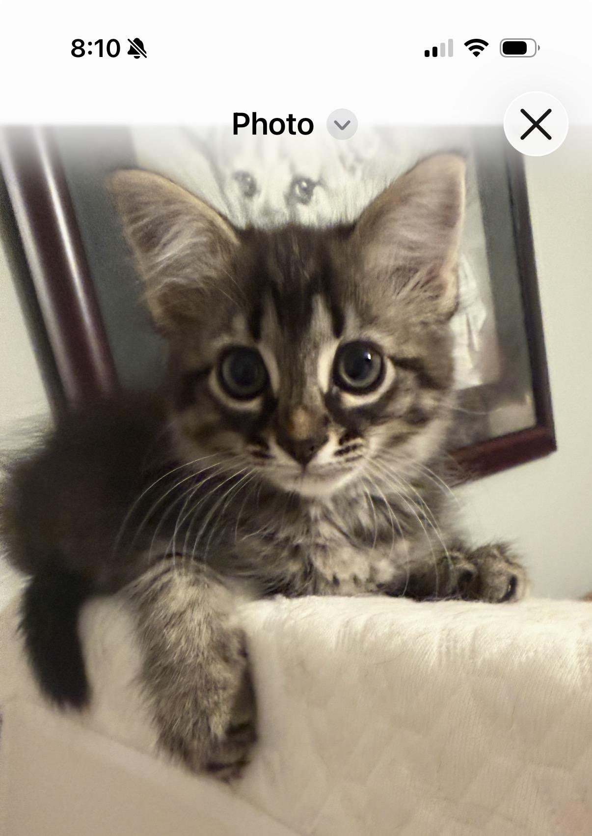 Zoe, a Adoptable Domestic Long Hair in Woodstock, GA image 2/2