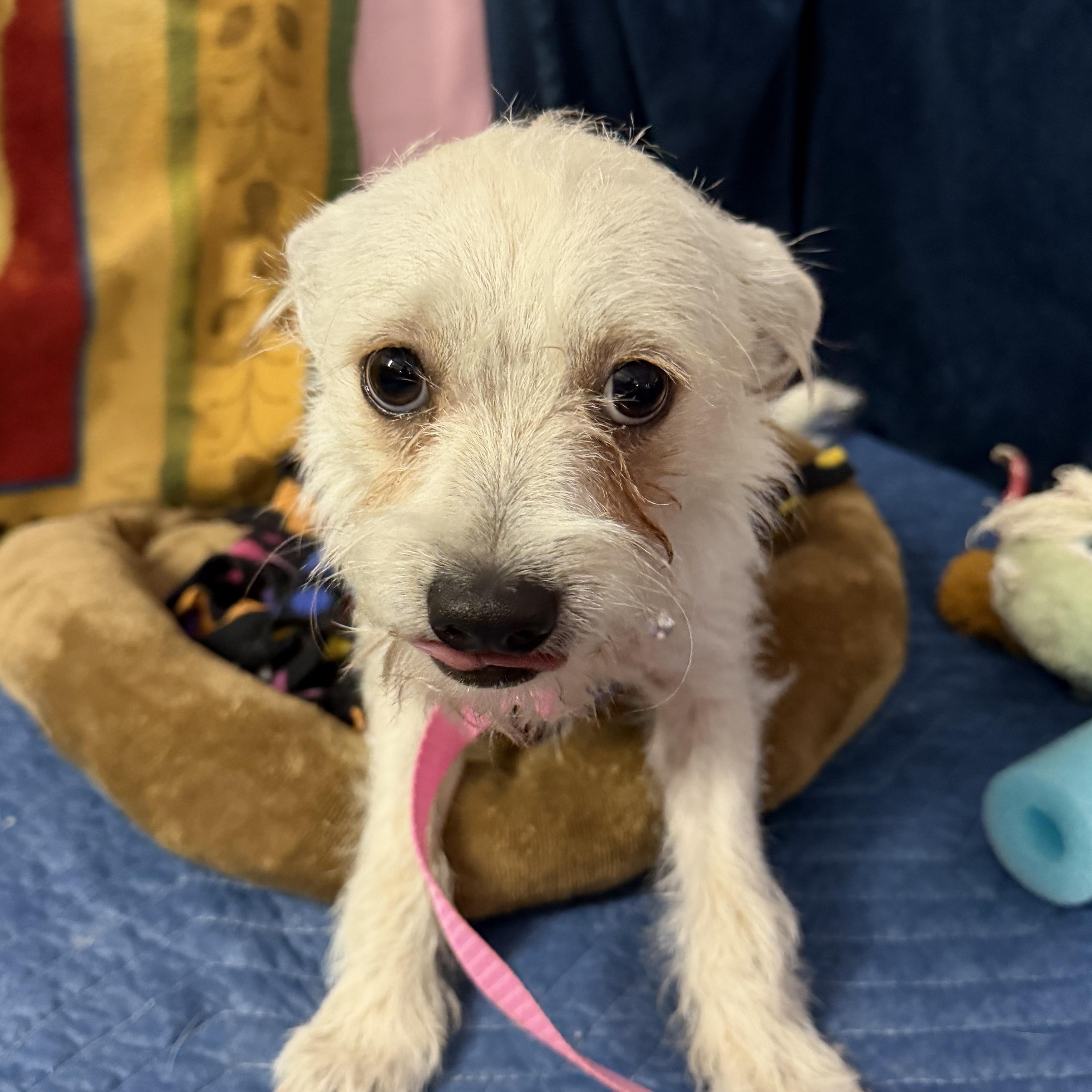 Enlarge Skipper - 14 lbs, a Adoptable mixed breed in Muldrow, OK image 2/2