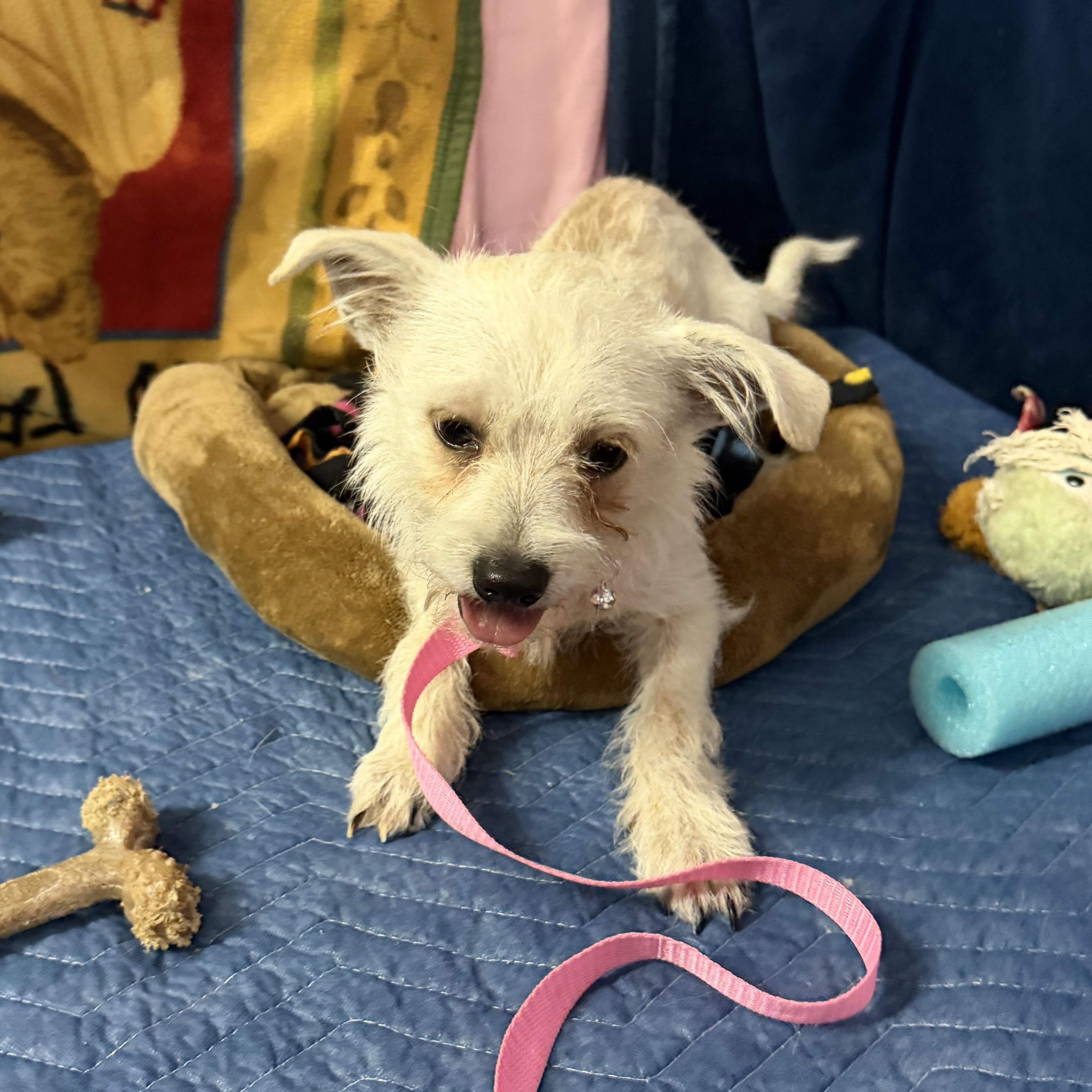 Enlarge Skipper - 14 lbs, a Adoptable mixed breed in Muldrow, OK image 1/2