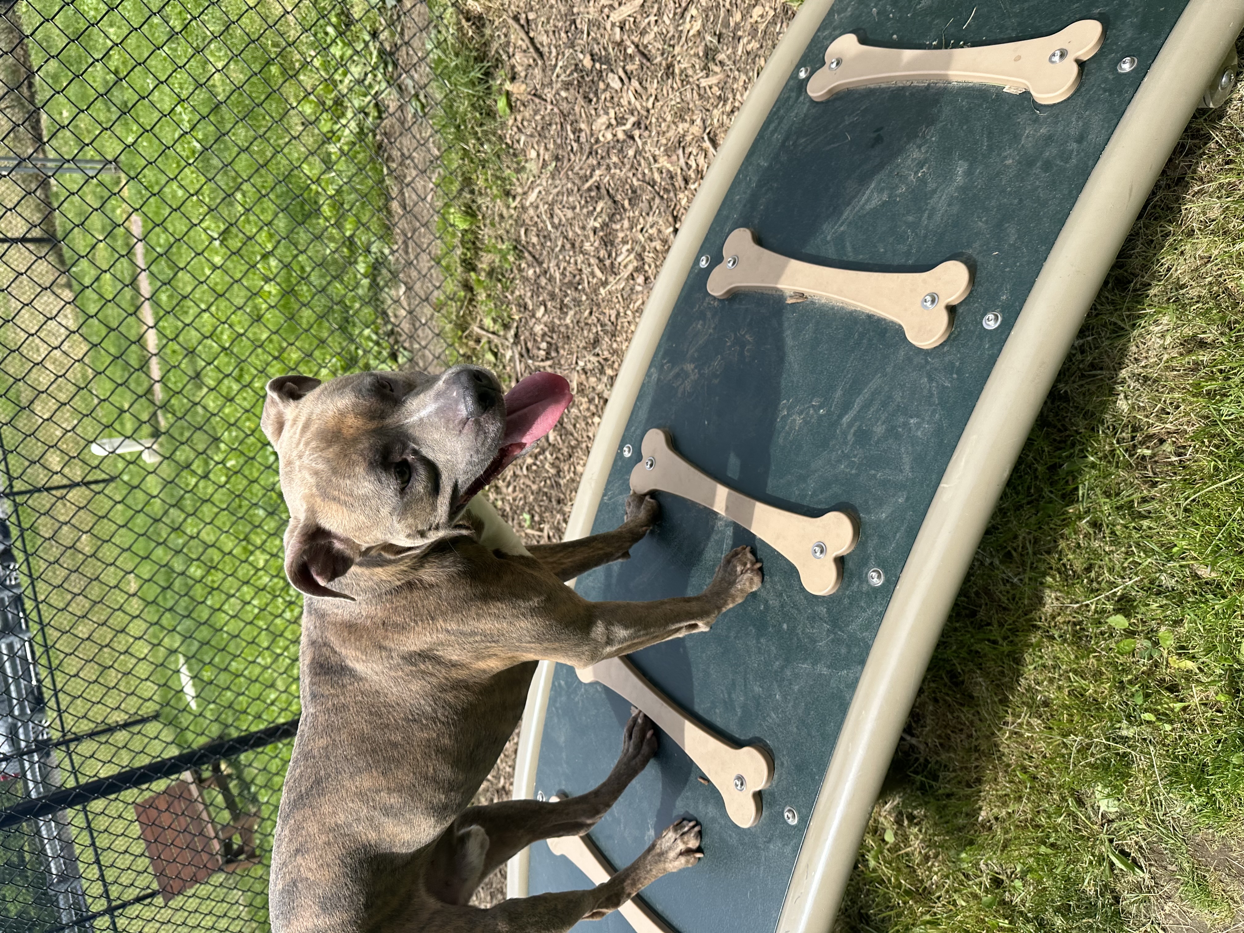 Peanut, a Adoptable American Staffordshire Terrier in Yonkers, NY image 4/5
