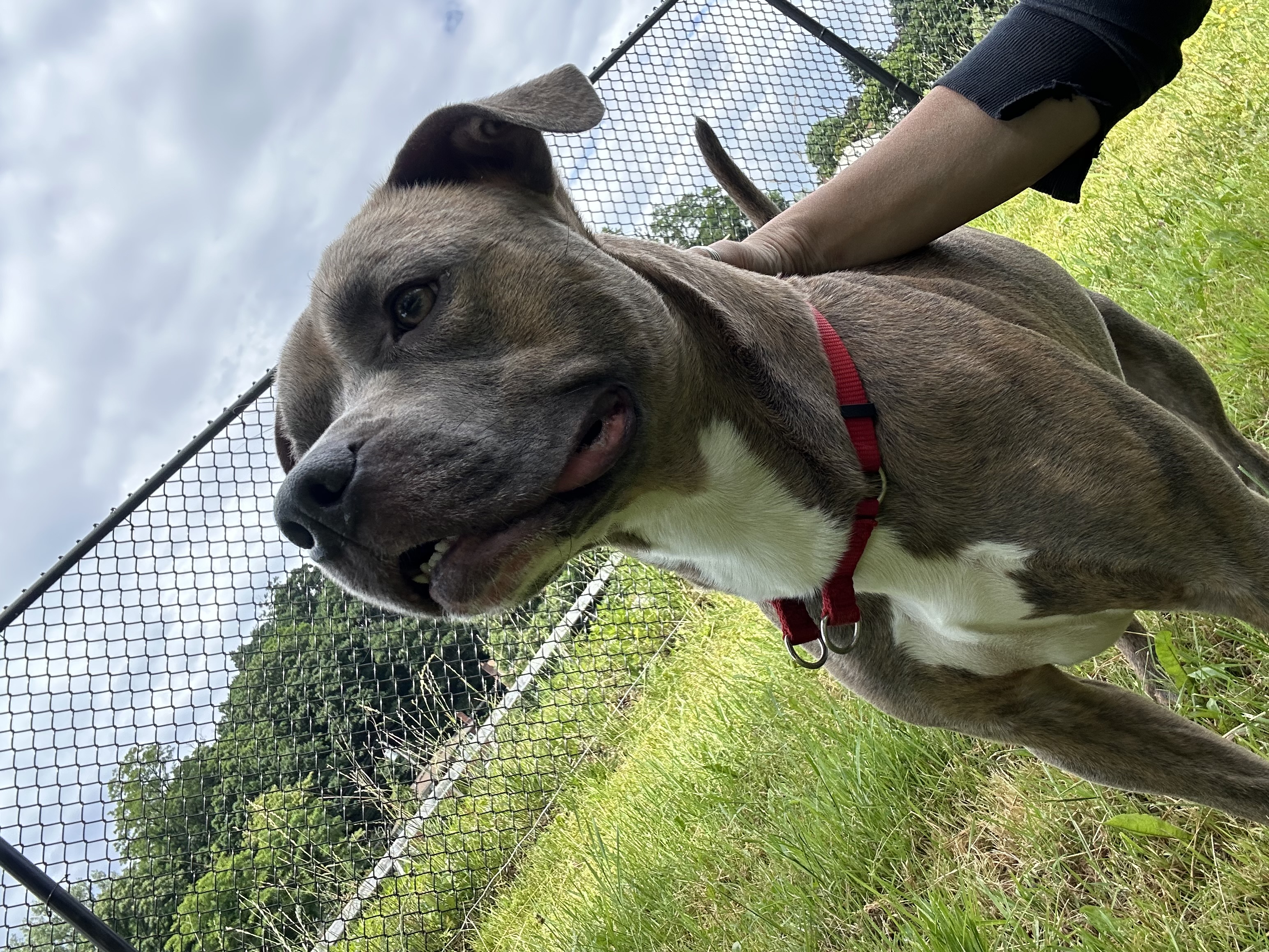 Peanut, a Adoptable American Staffordshire Terrier in Yonkers, NY image 1/5