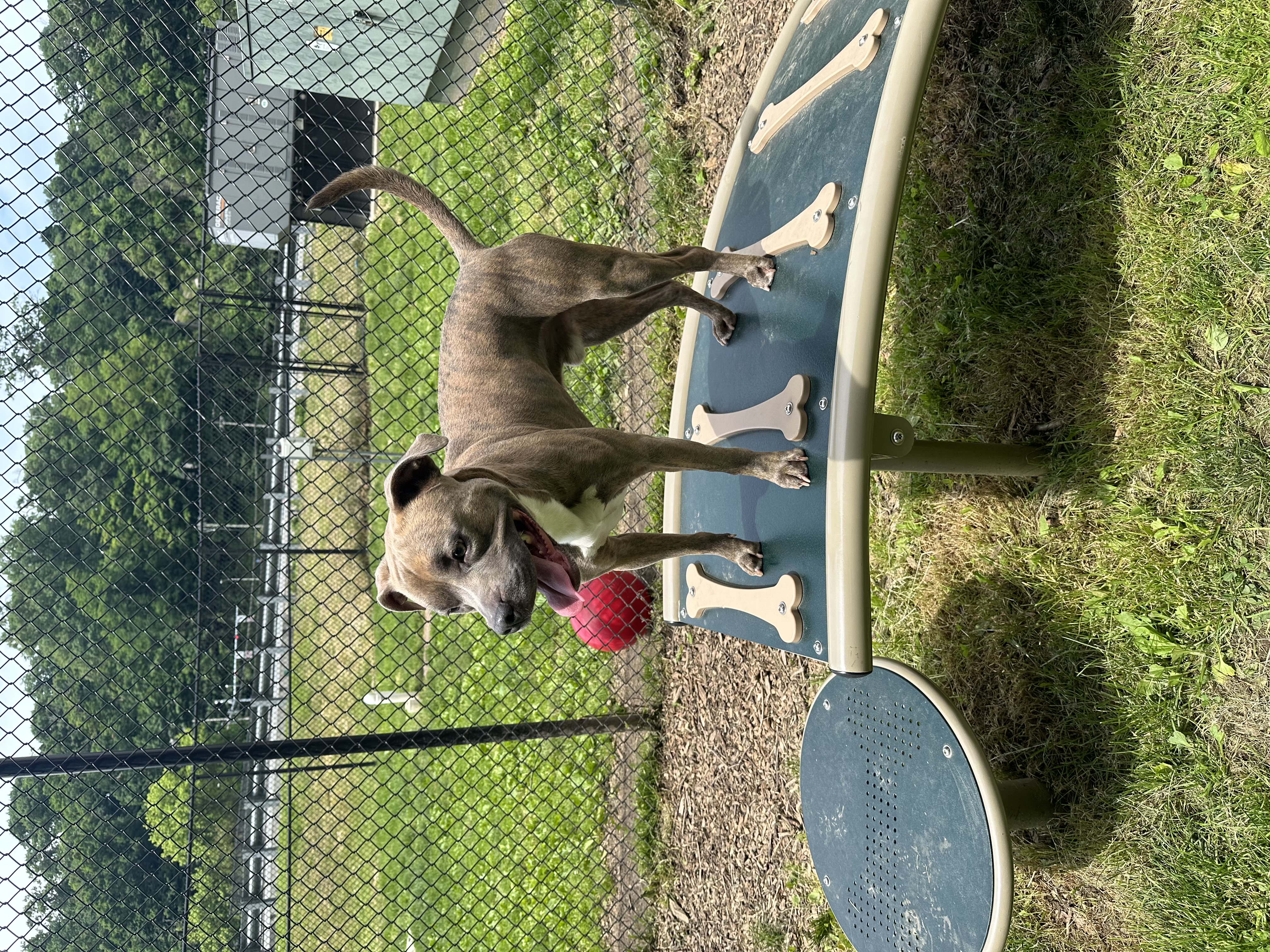 Peanut, a Adoptable American Staffordshire Terrier in Yonkers, NY image 5/5