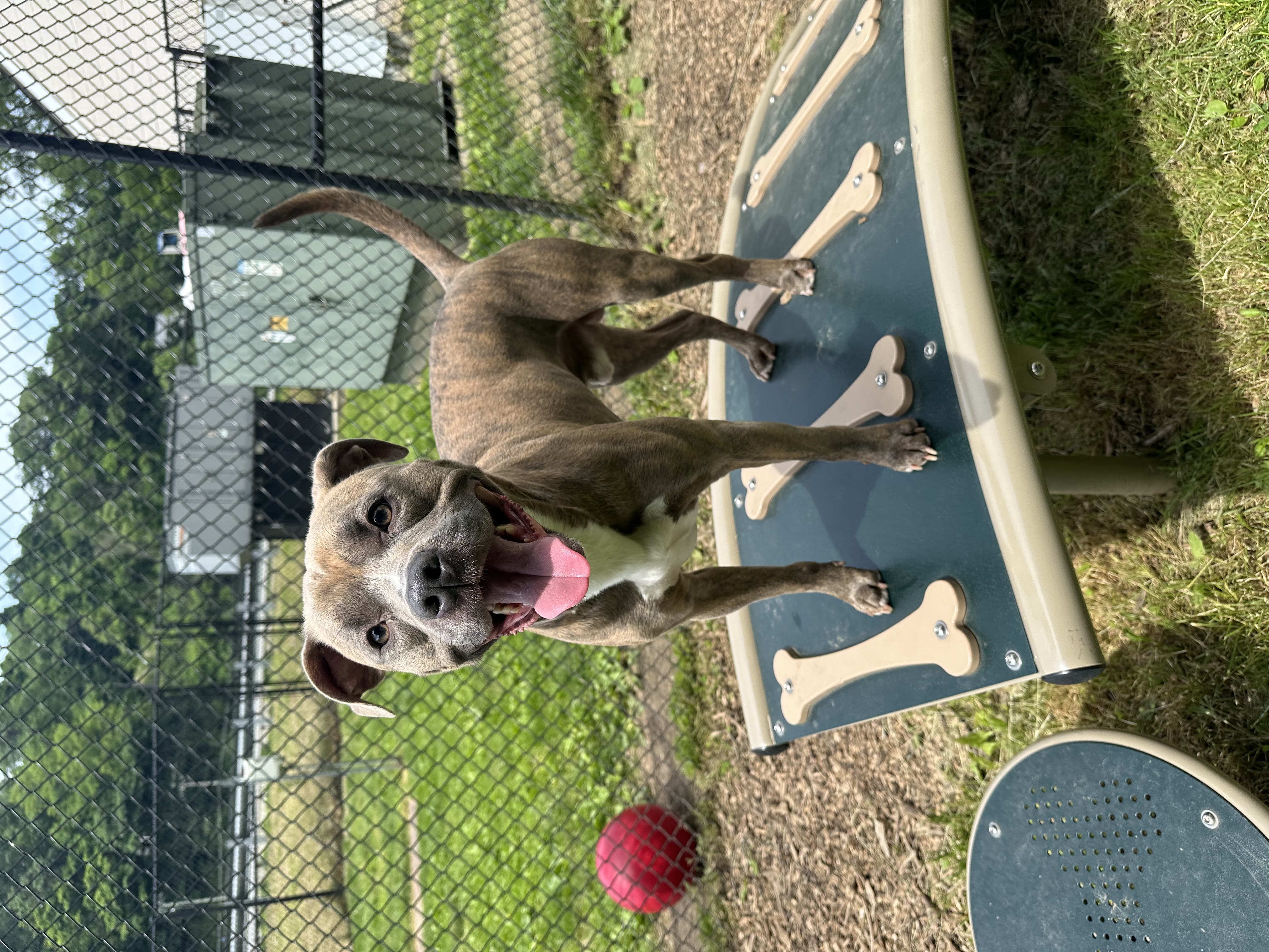 Peanut, Adoptable, Young Male American Staffordshire Terrier.