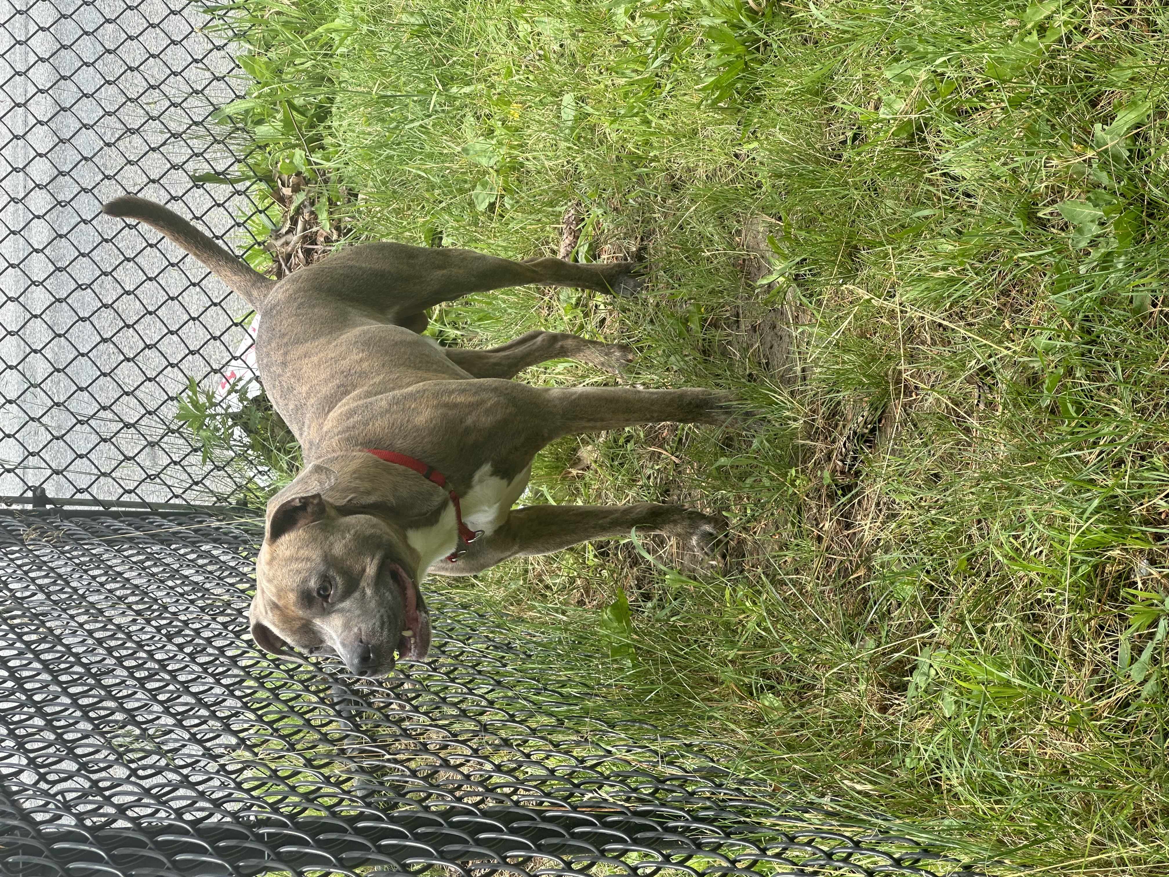 Peanut, a Adoptable American Staffordshire Terrier in Yonkers, NY image 3/5