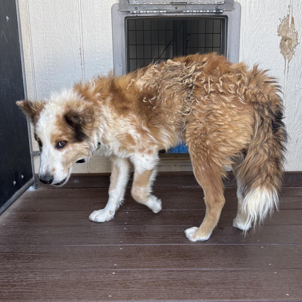 Buckaroo, Adoptable, Young Male Collie & Mixed Breed.
