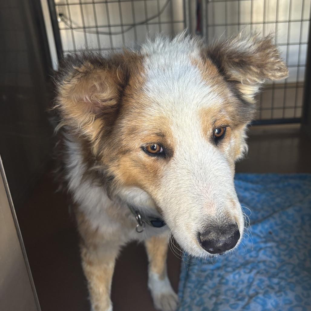 Enlarge Buckaroo, a Adoptable mixed breed in Bernalillo, NM image 2/2
