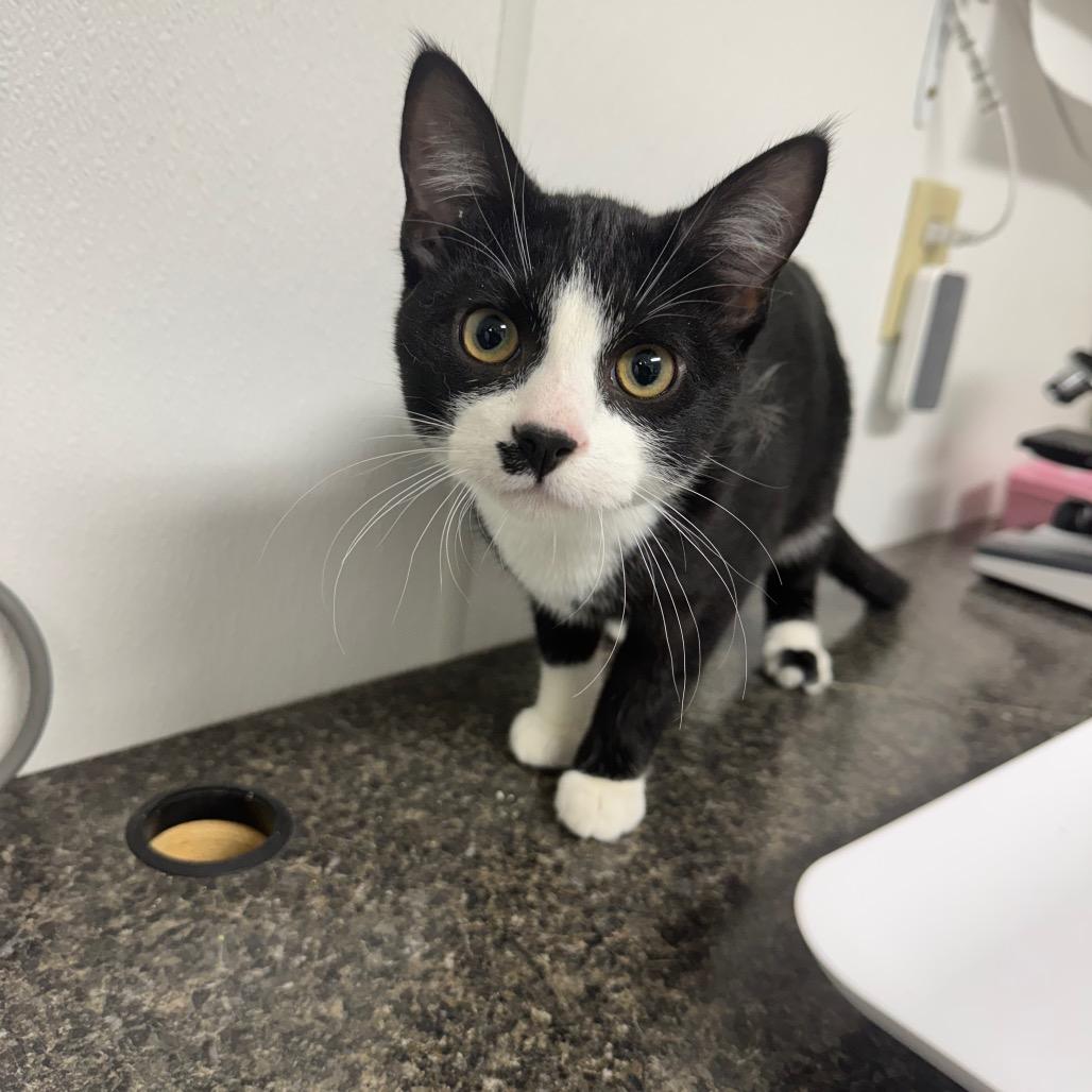 Milk, Adoptable, Kitten Male Domestic Short Hair.