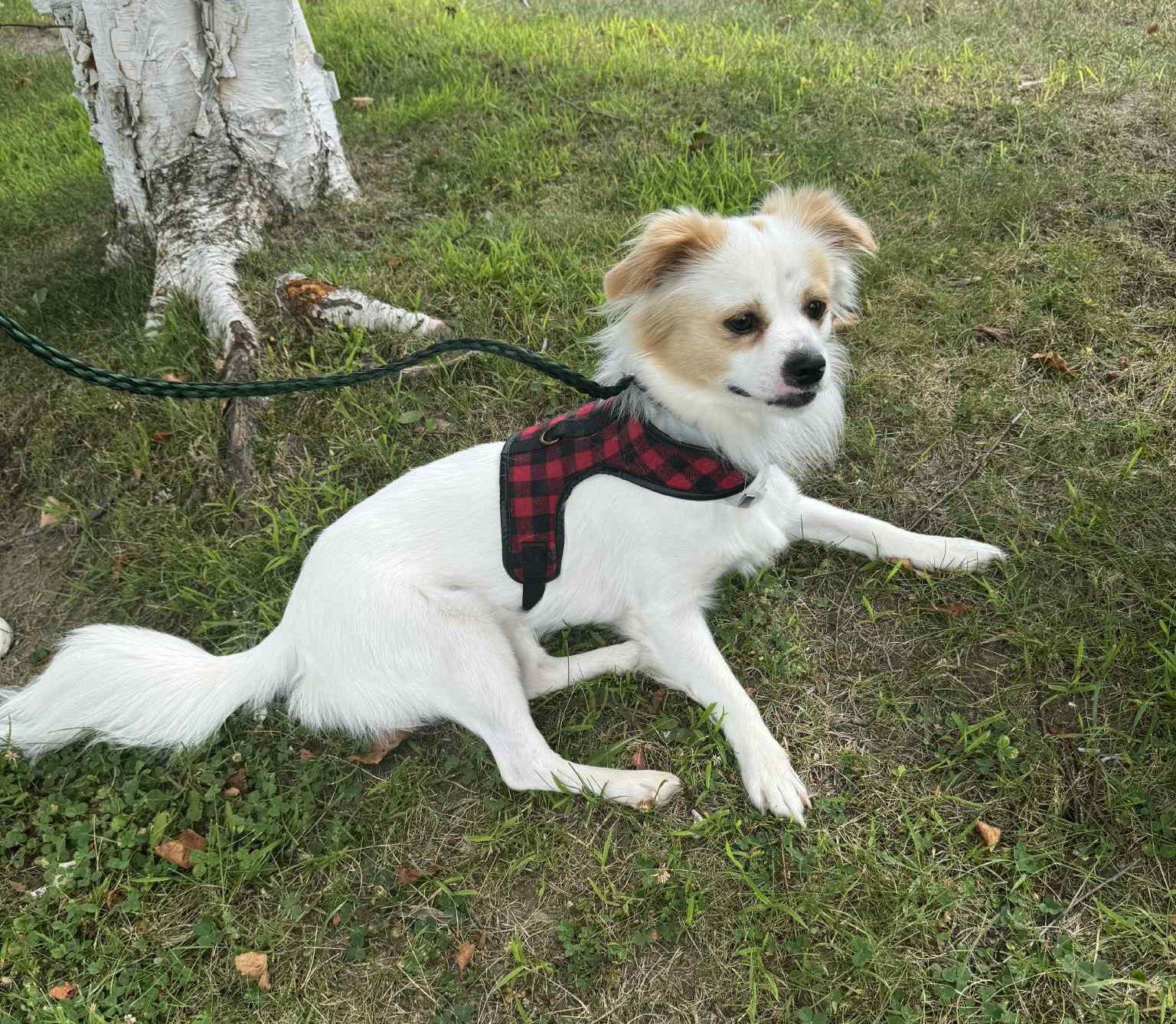Fabio, Adopted, Adult Male Papillon.