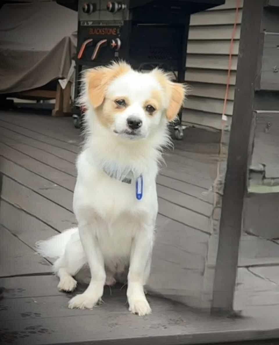 Fabio, a Adopted Papillon in Croydon, NH image 2/3