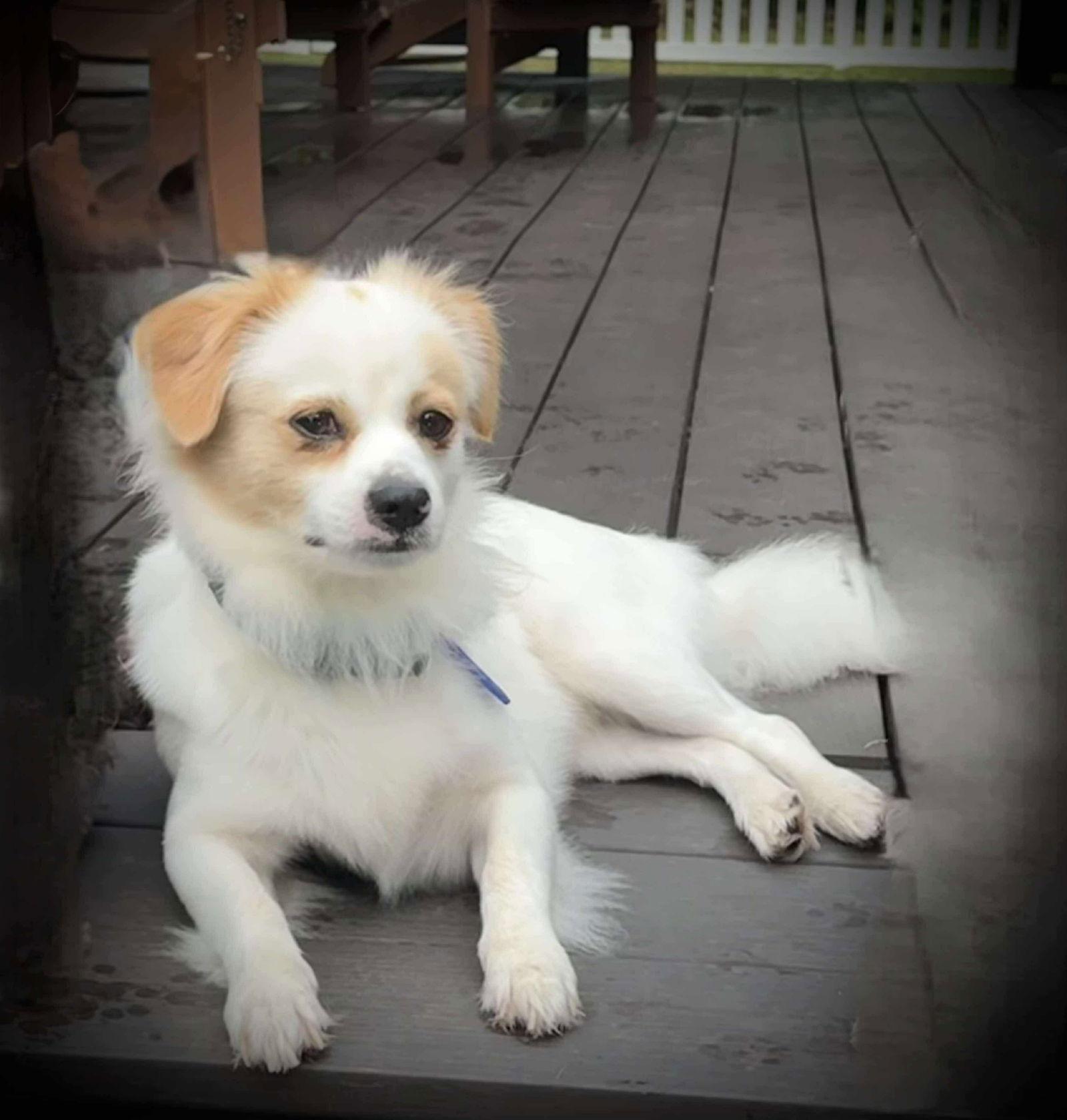 Fabio, a Adopted Papillon in Croydon, NH image 3/3