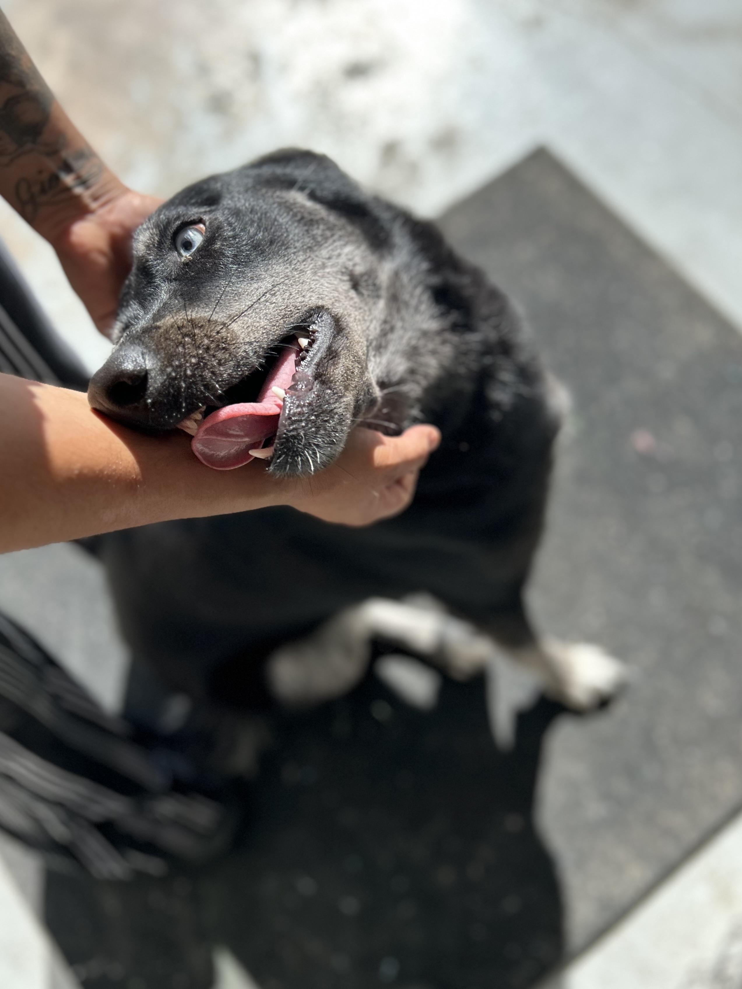 Enlarge Bravo, a Adoptable mixed breed in Seguin, TX image 4/6