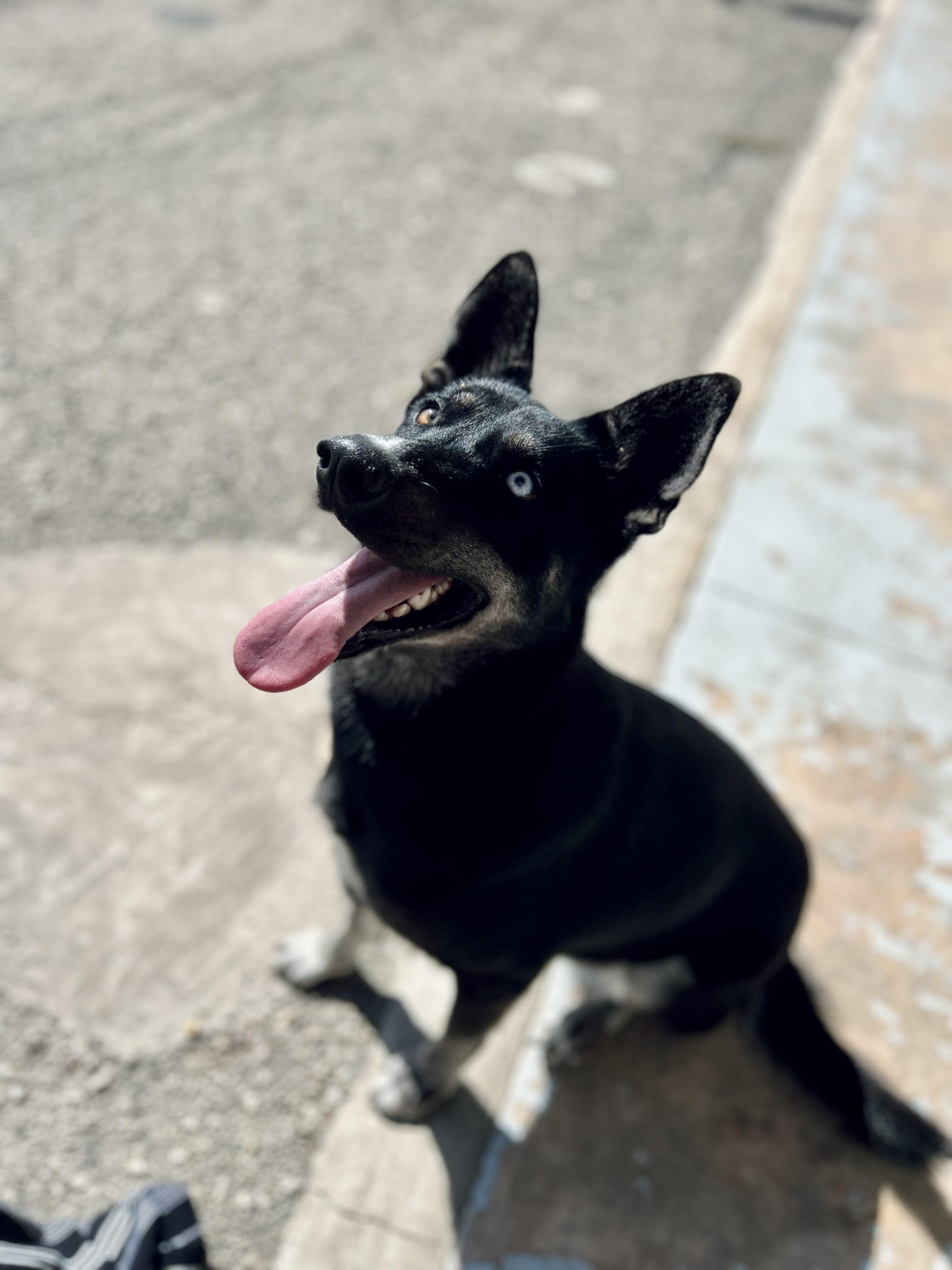 Enlarge Bravo, a Adoptable mixed breed in Seguin, TX image 1/6