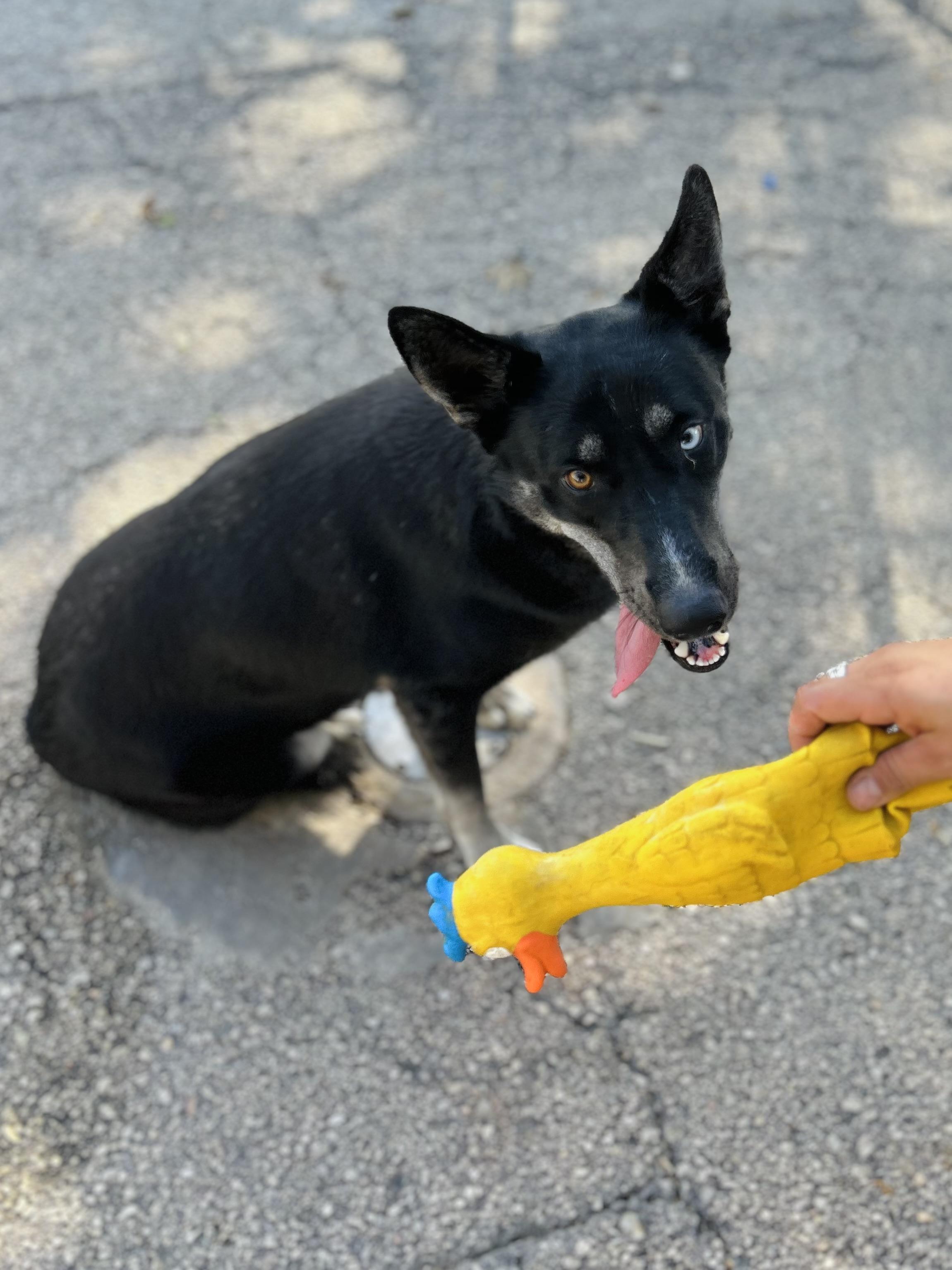 Enlarge Bravo, a Adoptable mixed breed in Seguin, TX image 6/6
