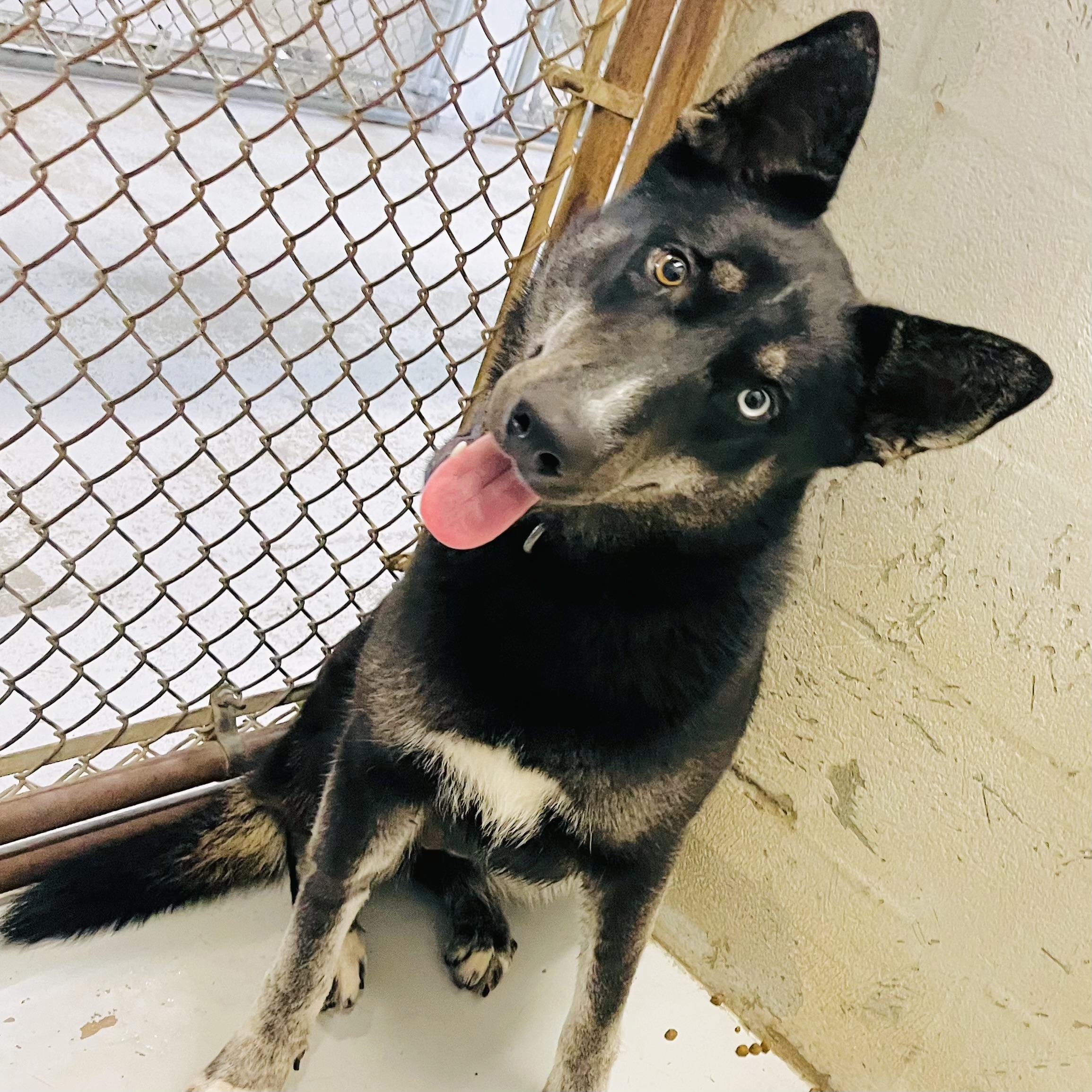 Enlarge Bravo, a Adoptable mixed breed in Seguin, TX image 2/6