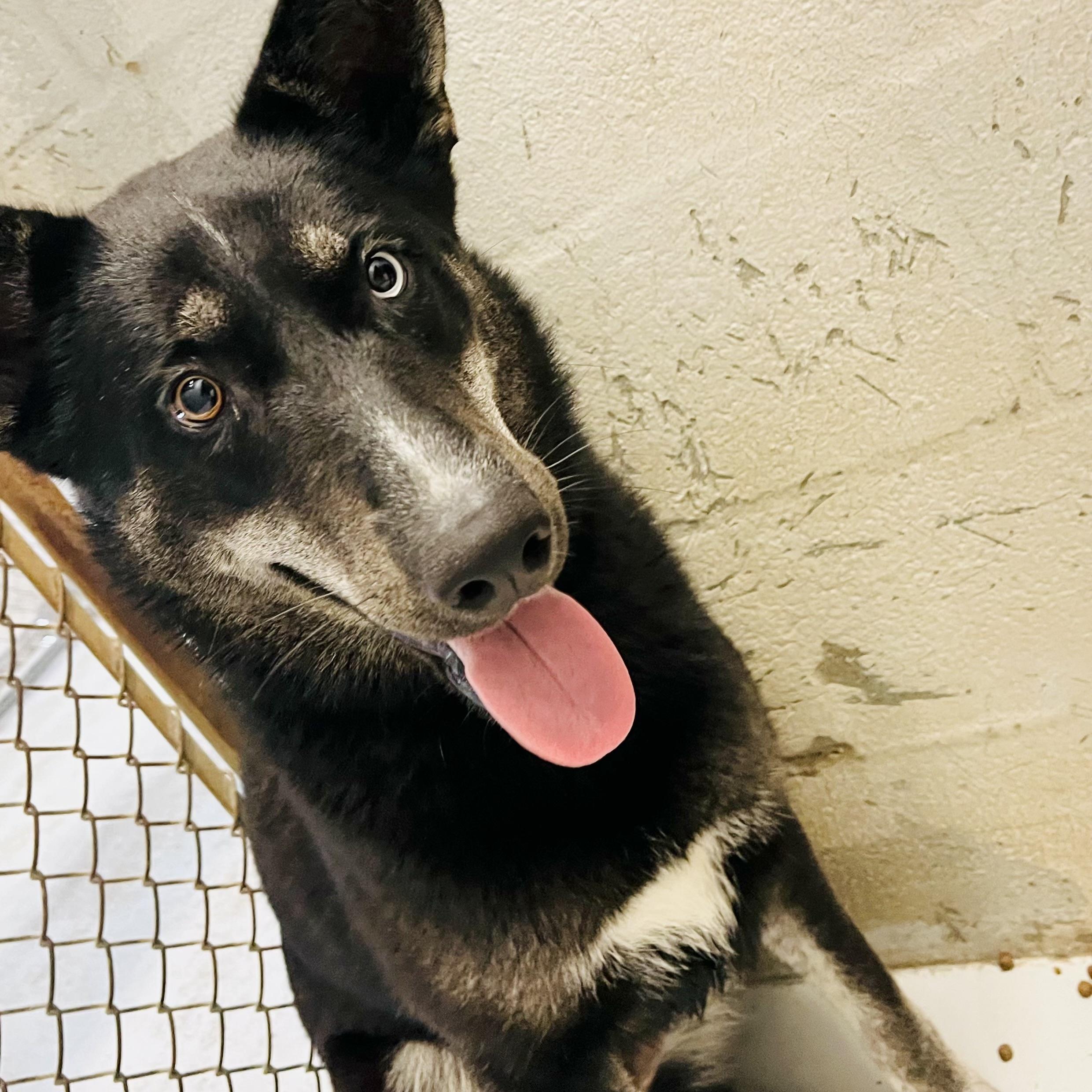 Enlarge Bravo, a Adoptable mixed breed in Seguin, TX image 3/6