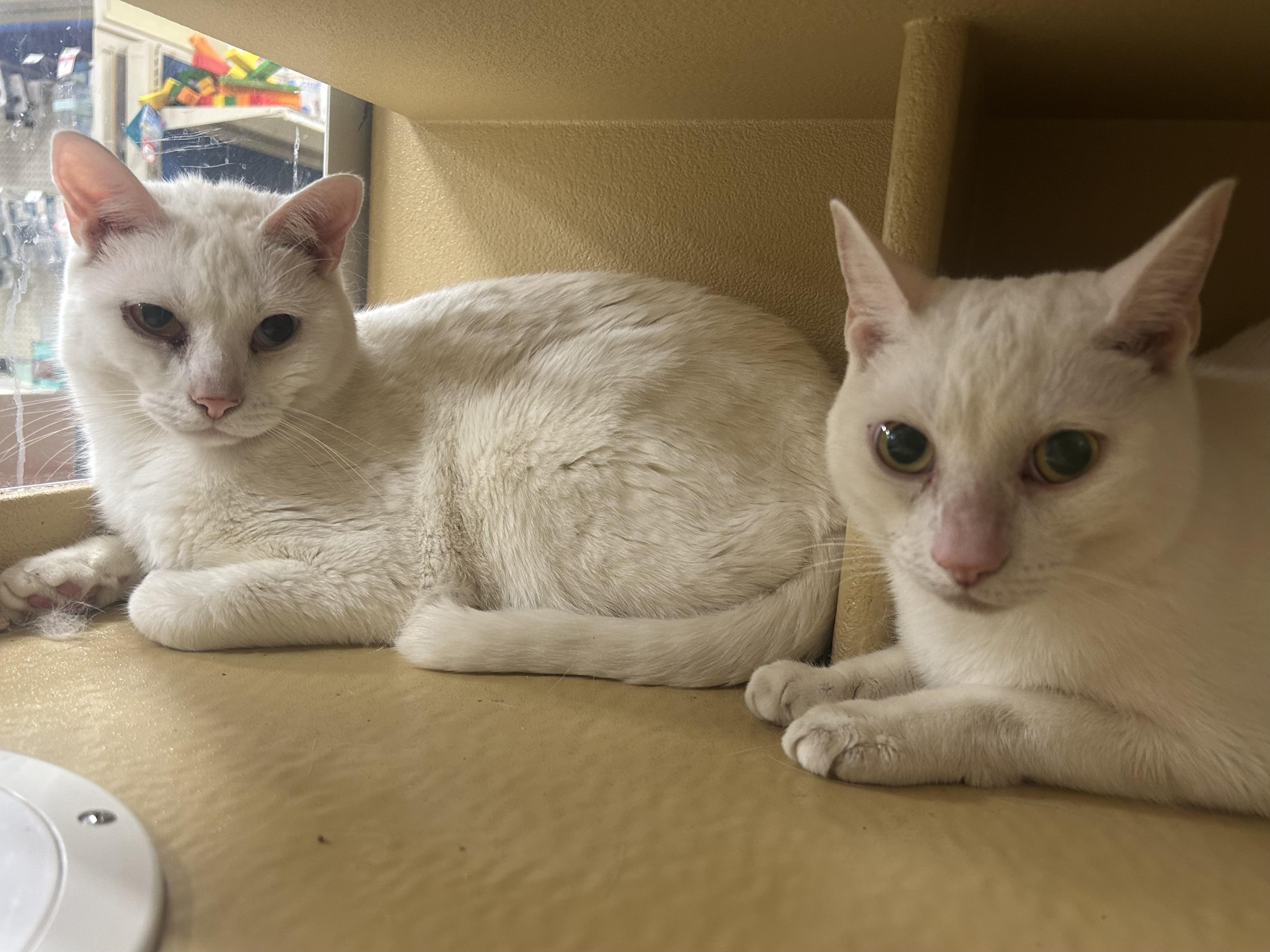 Snow & Flake, adoptable, Young Male Domestic Short Hair.
