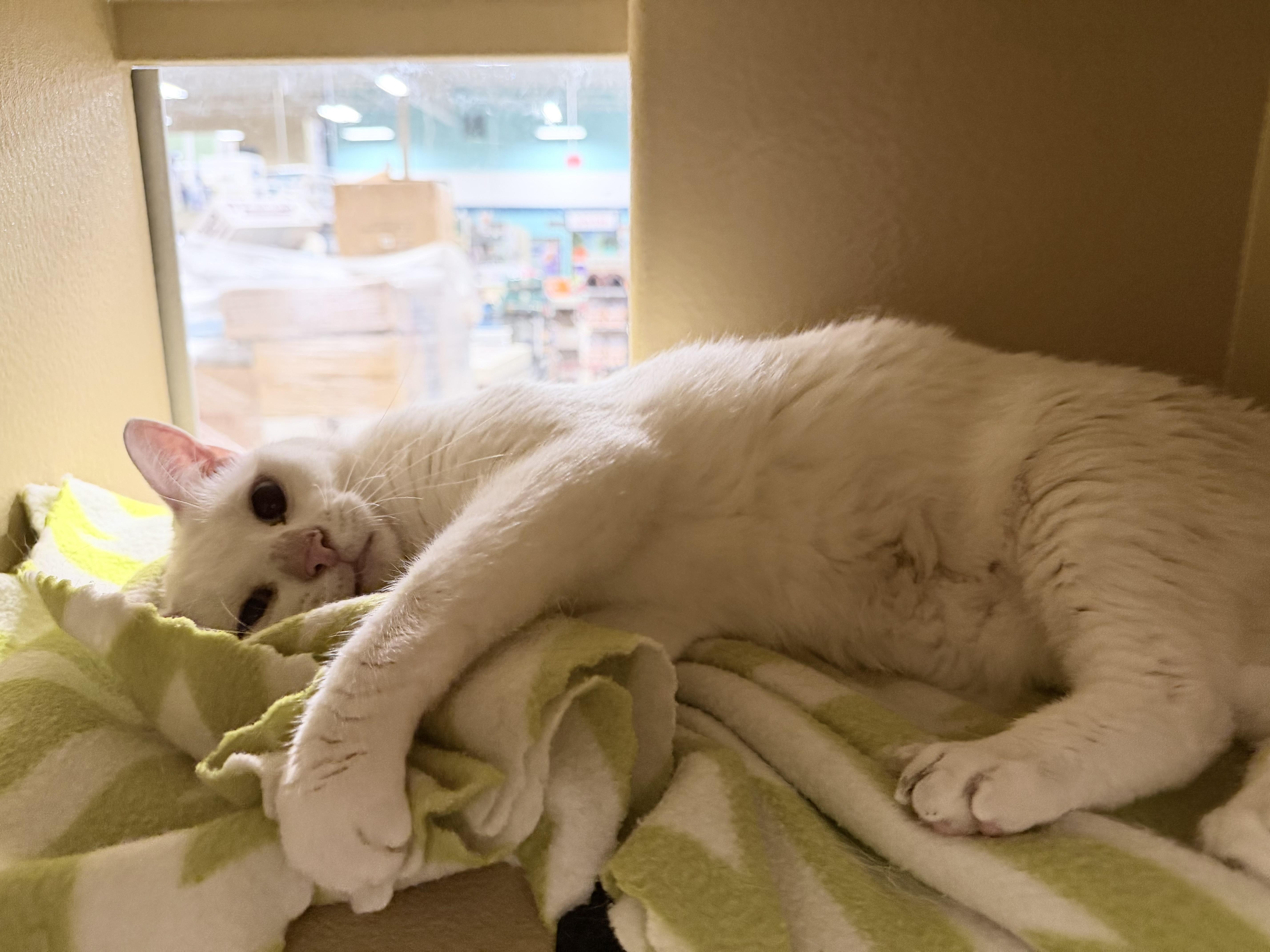 Snow & Flake, an adoptable Domestic Short Hair in Woburn, MA image 2/3