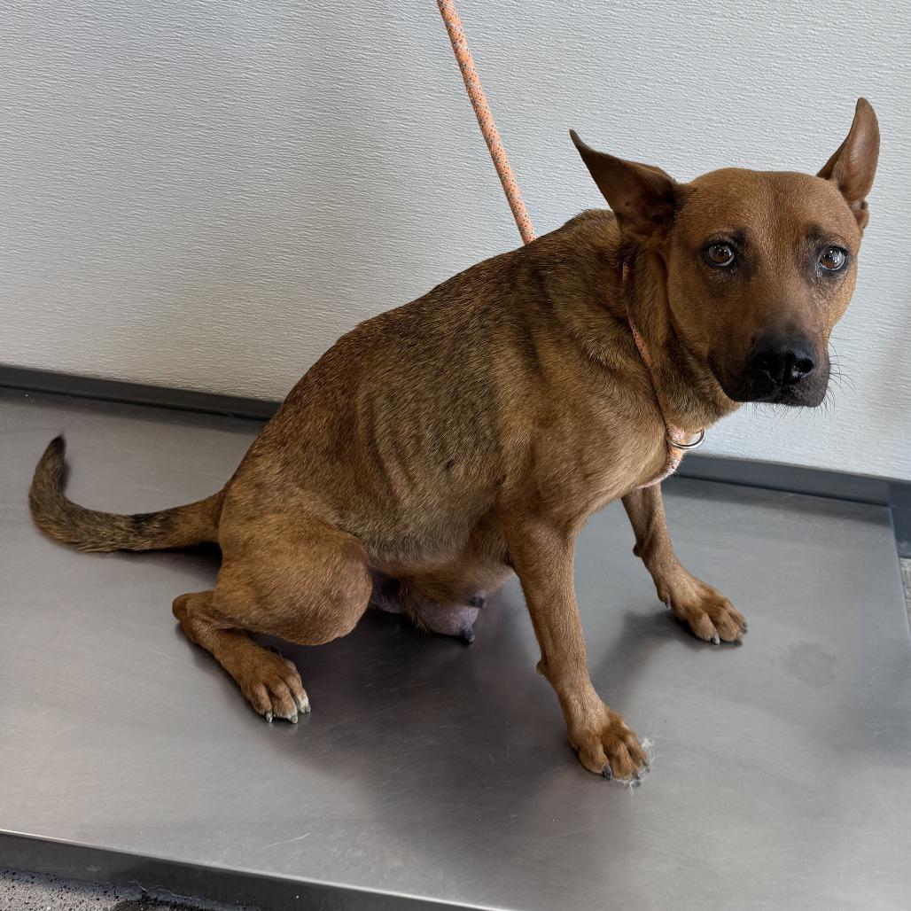 603 (2026) Mama Penny, Adoptable, Adult Female Shepherd & Pit Bull Terrier.