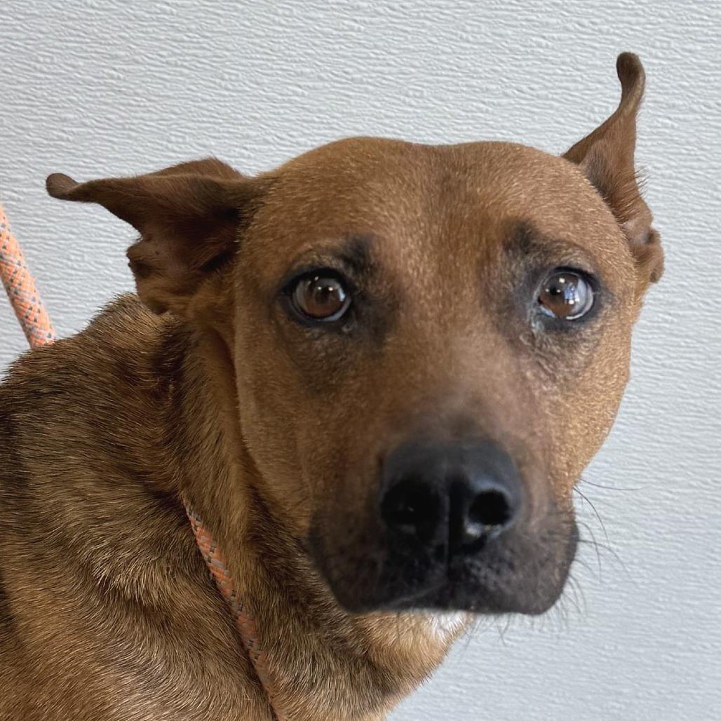603 (2026) Mama Penny, a Adoptable mixed breed in Parker, CO image 2/6