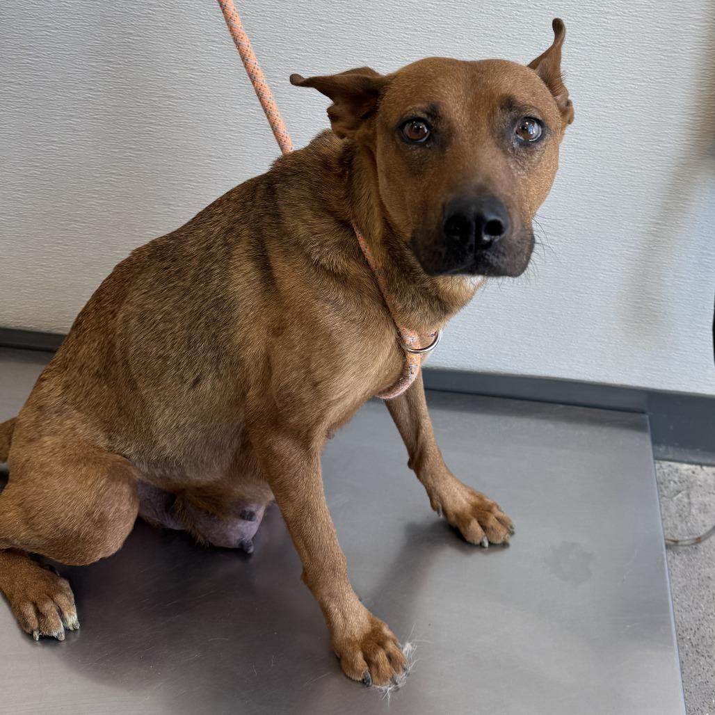 603 (2026) Mama Penny, a Adoptable mixed breed in Parker, CO image 3/6