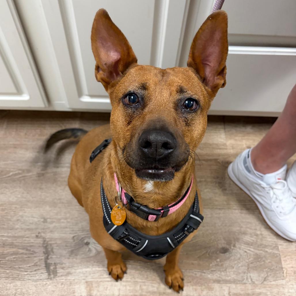 603 (2026) Mama Penny, a Adoptable mixed breed in Parker, CO image 4/6