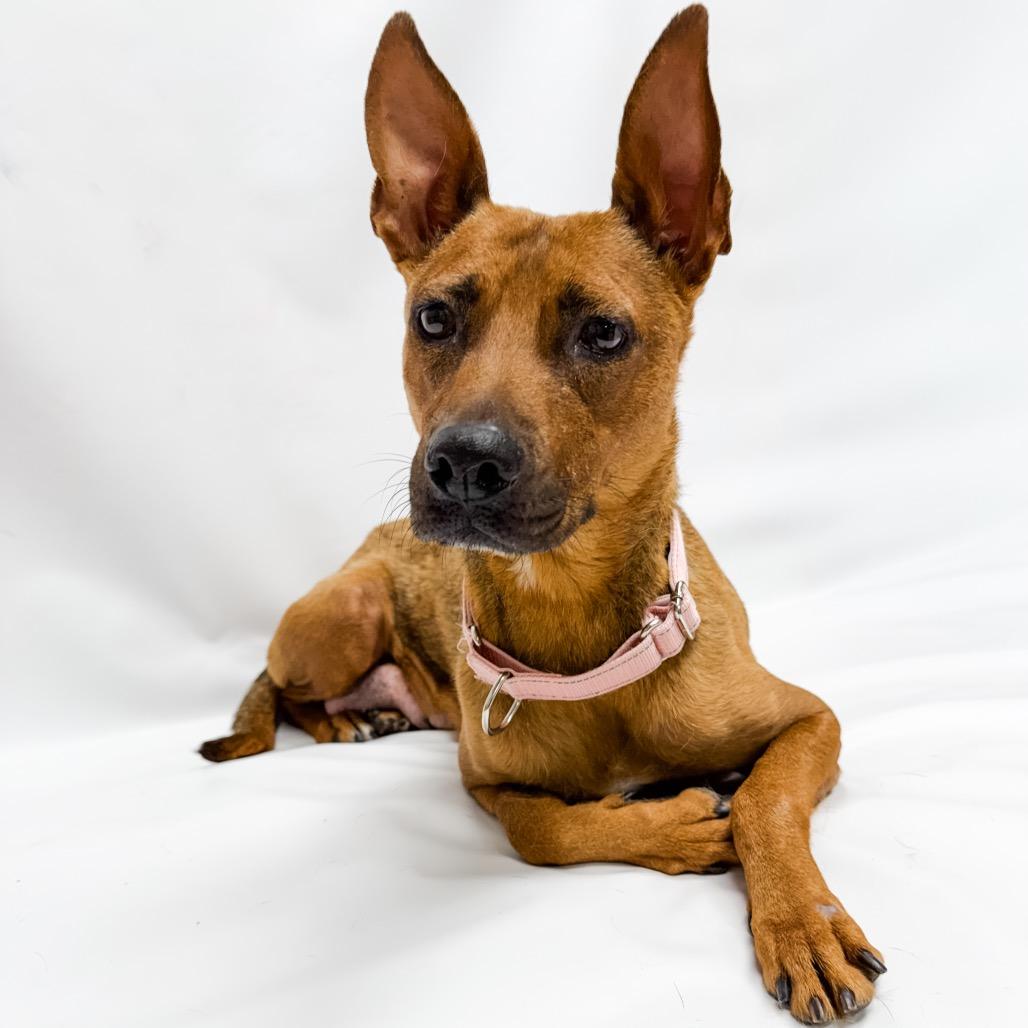 603 (2026) Mama Penny, a Adoptable mixed breed in Parker, CO image 5/6