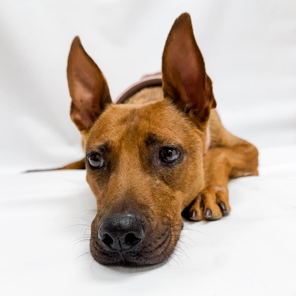 603 (2026) Mama Penny, a Adoptable mixed breed in Parker, CO image 6/6