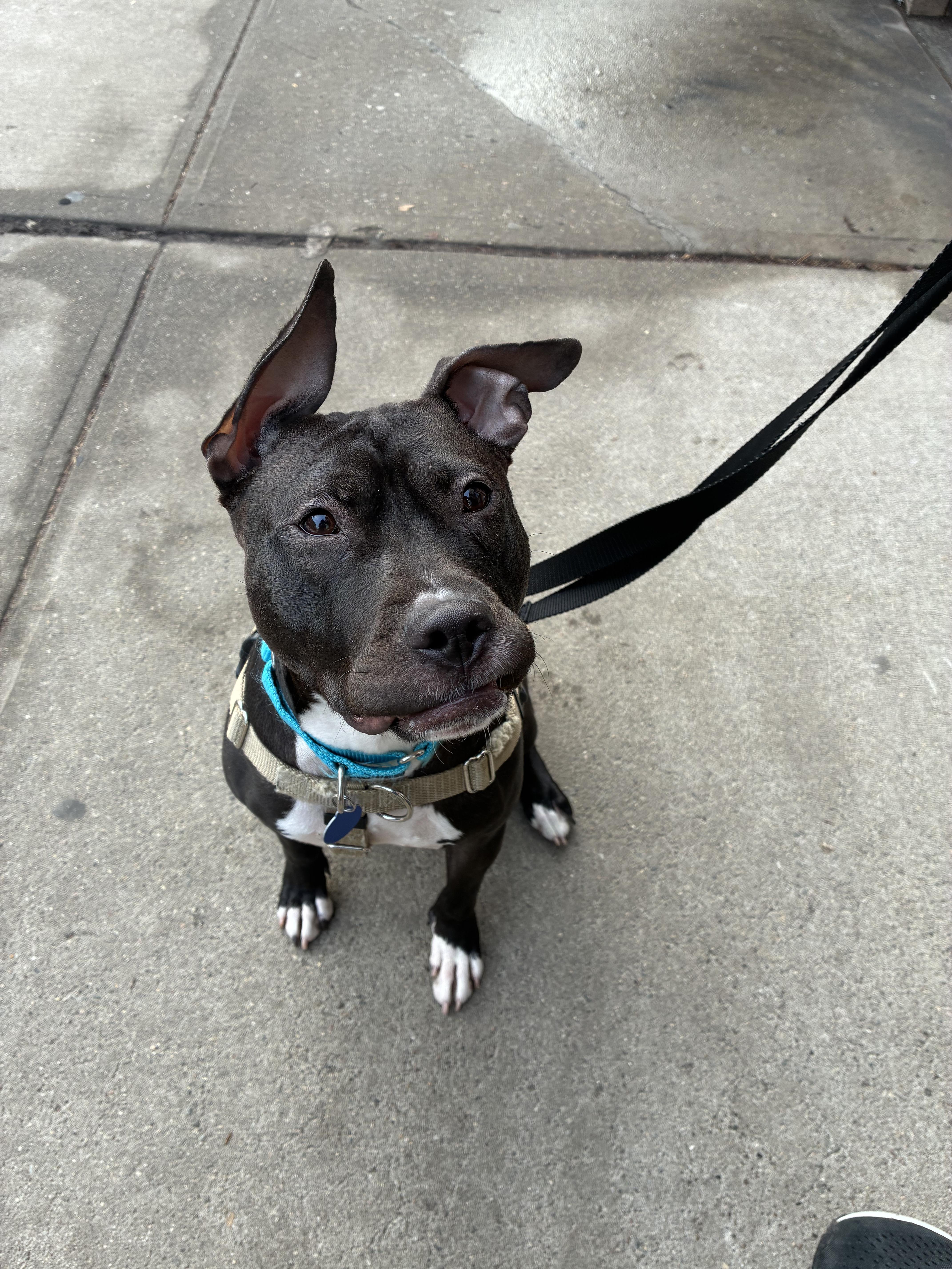 Enlarge Kelsey, a ADOPTABLE Mixed Breed in Fairfield, CT image 4/4