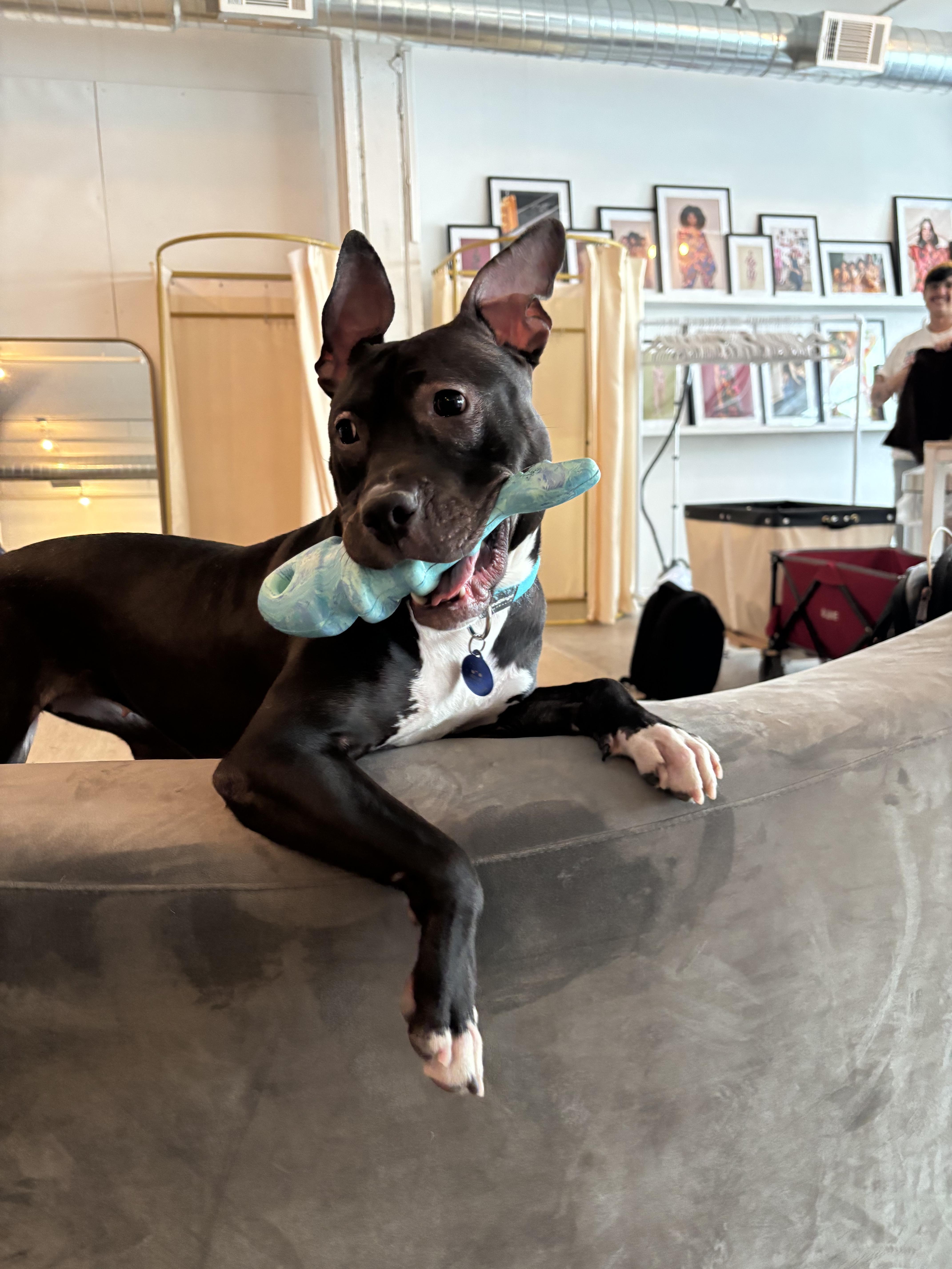 Kelsey, ADOPTABLE, Adult Female Mixed Breed.