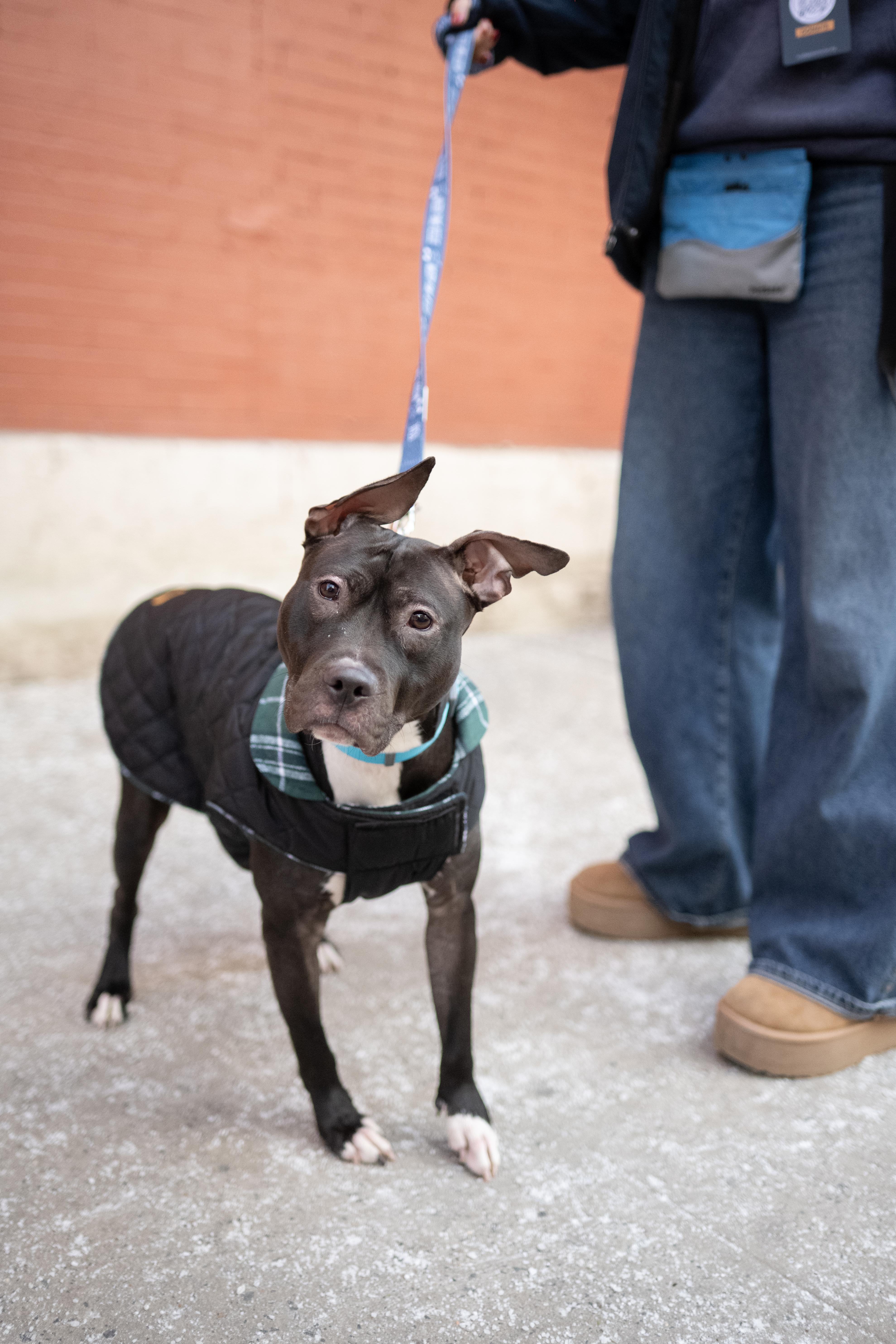 Enlarge Kelsey, a ADOPTABLE Mixed Breed in Fairfield, CT image 2/4