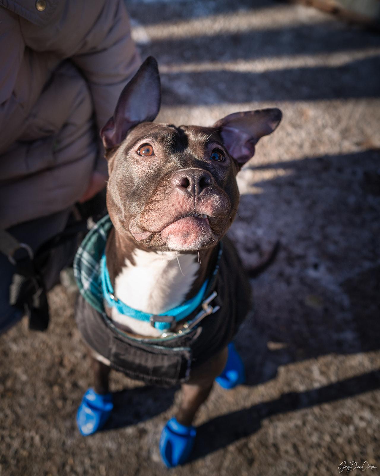 Enlarge Kelsey, a ADOPTABLE Mixed Breed in Fairfield, CT image 3/4